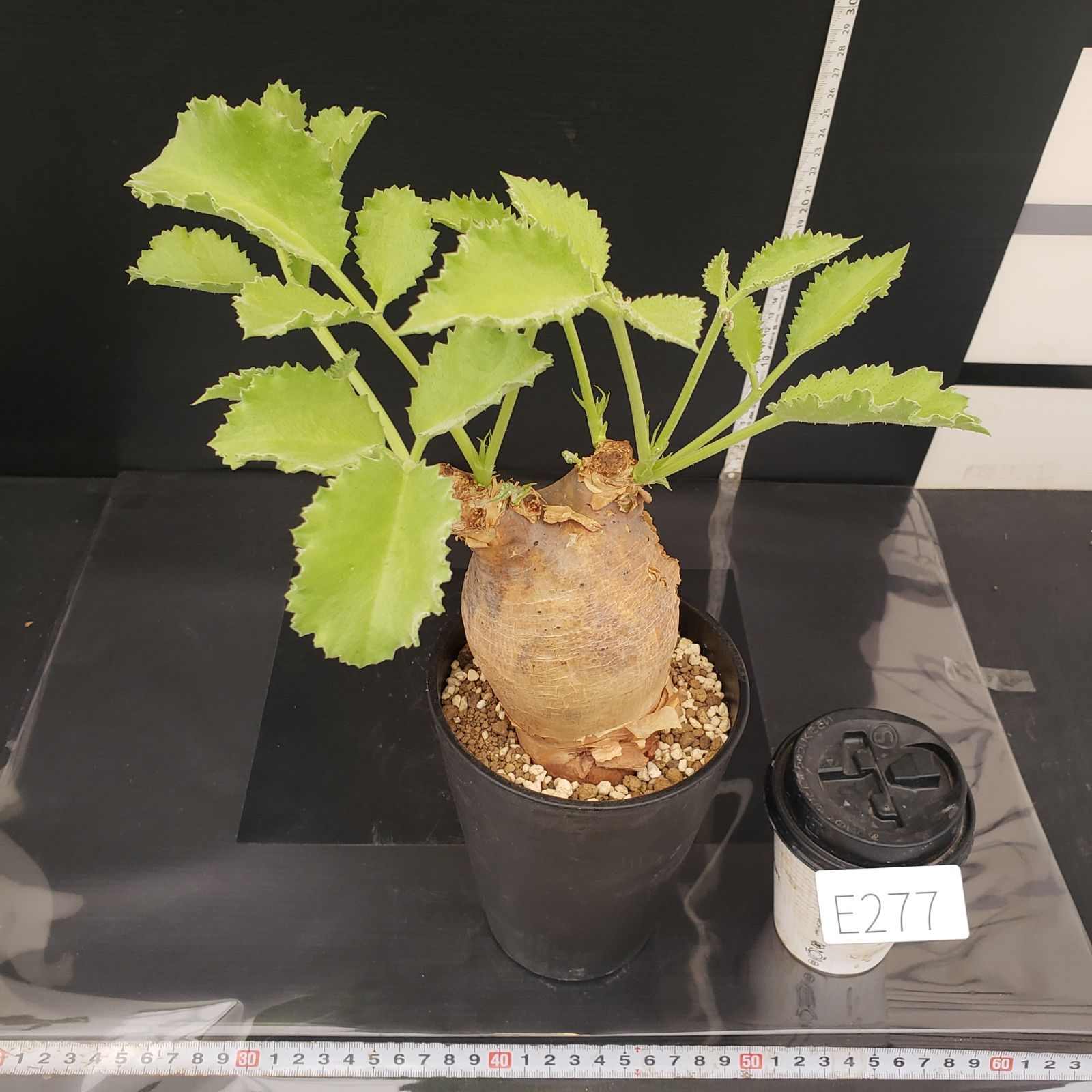 E277【自社養生株】キフォステンマ マクロプス（現地球・発根株