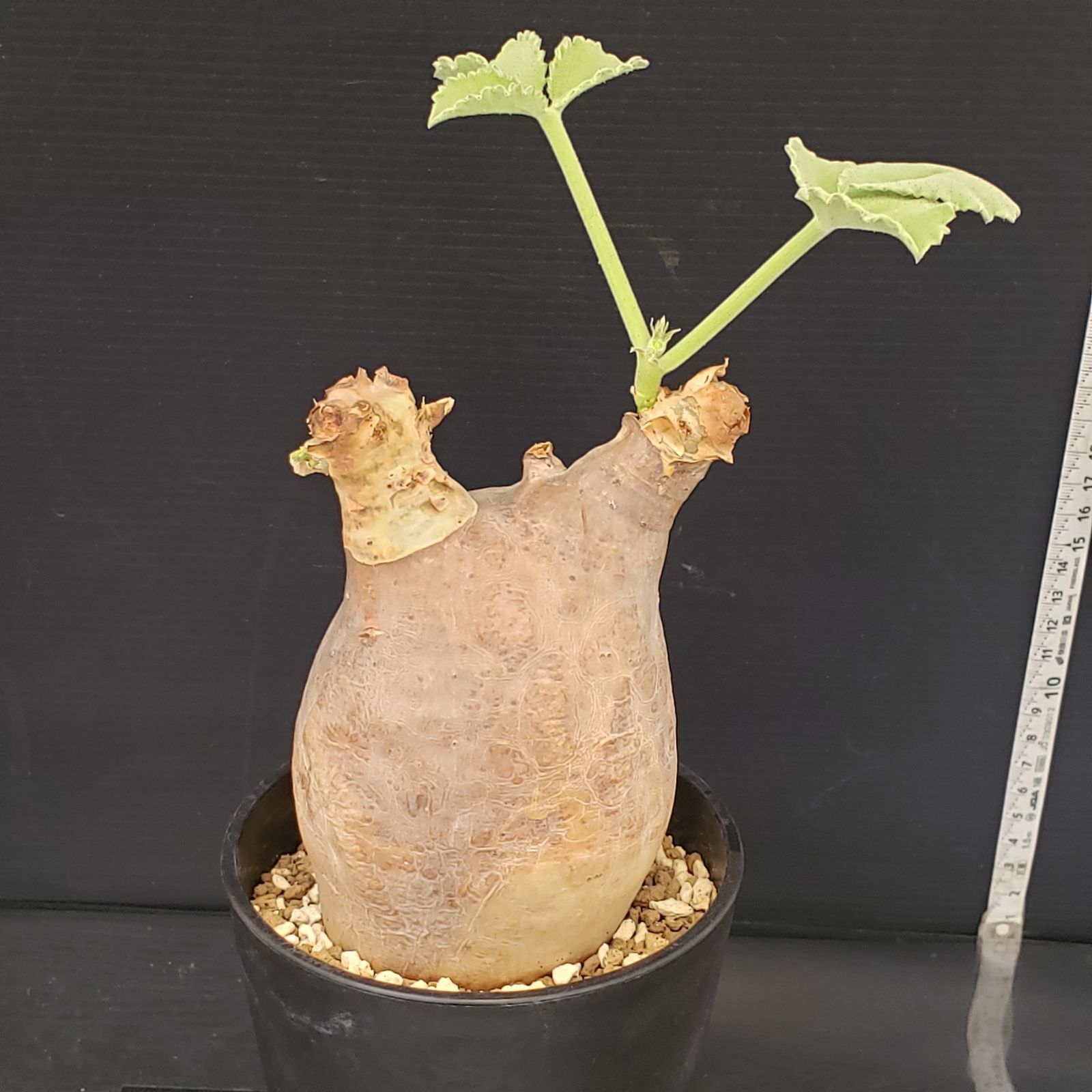 大株 塊根植物 キフォステンマ マクロプス E278【自社養生株】キフォステンマ マクロプス（現地球・発根株