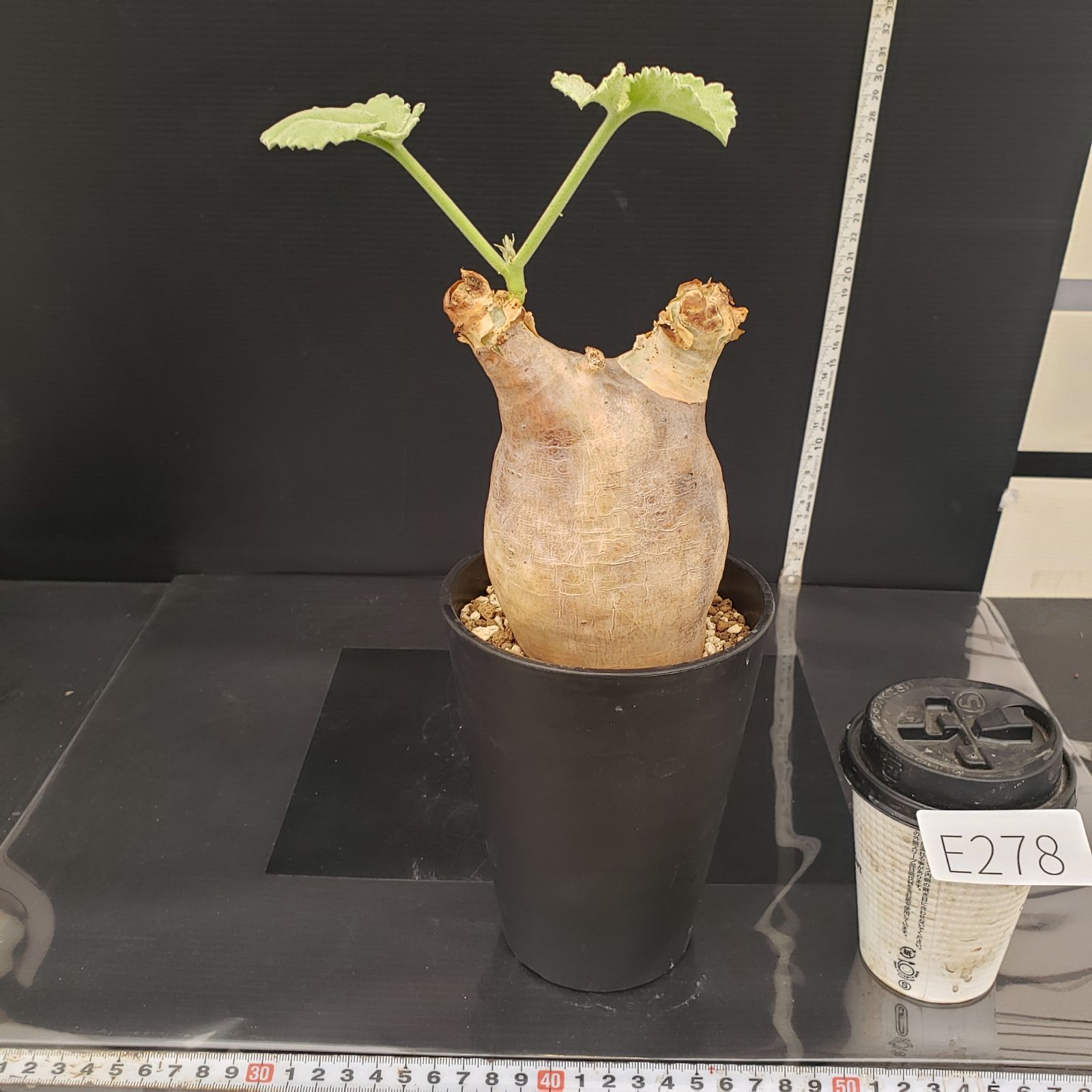 E278【自社養生株】キフォステンマ マクロプス（現地球・発根株