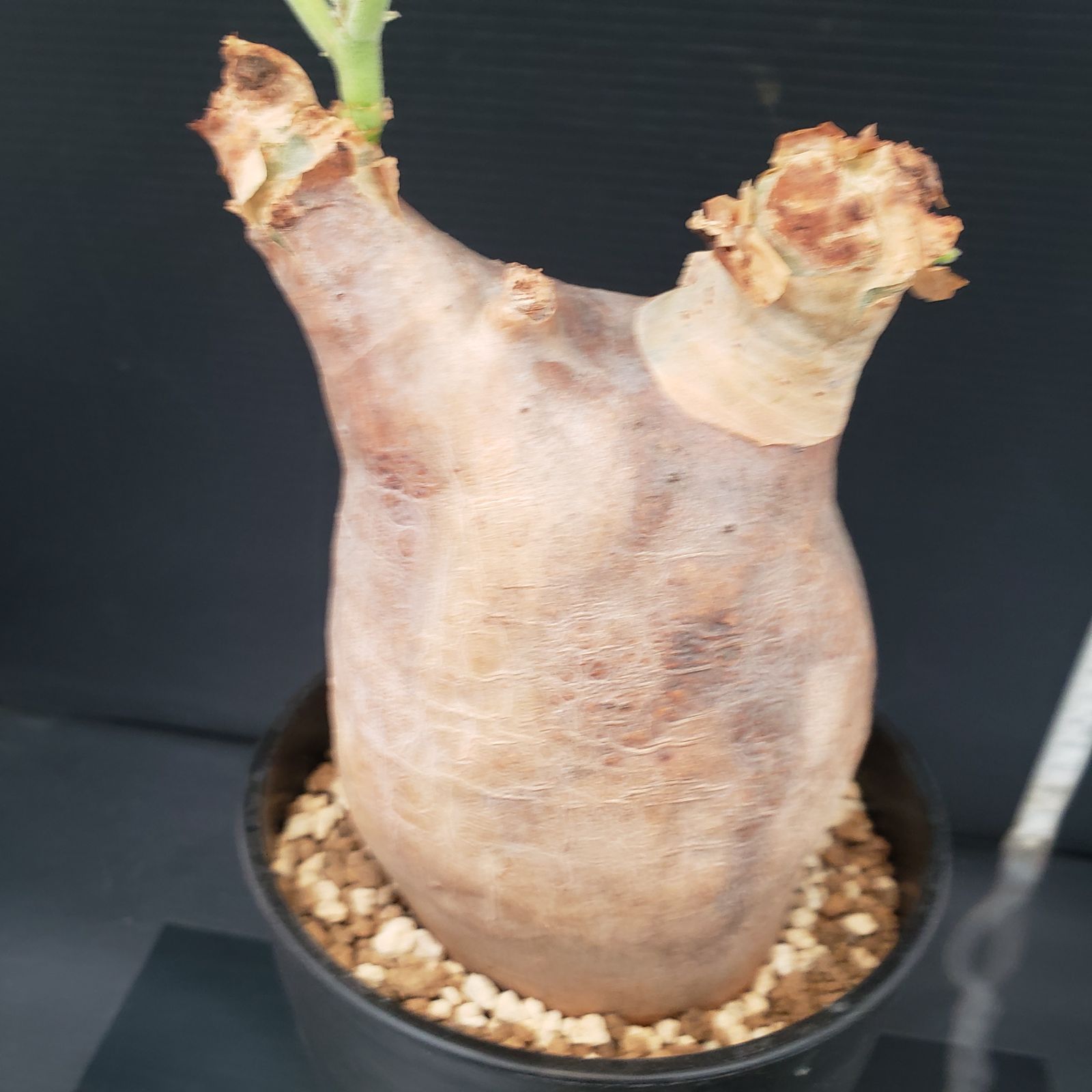 E278【自社養生株】キフォステンマ マクロプス（現地球・発根株