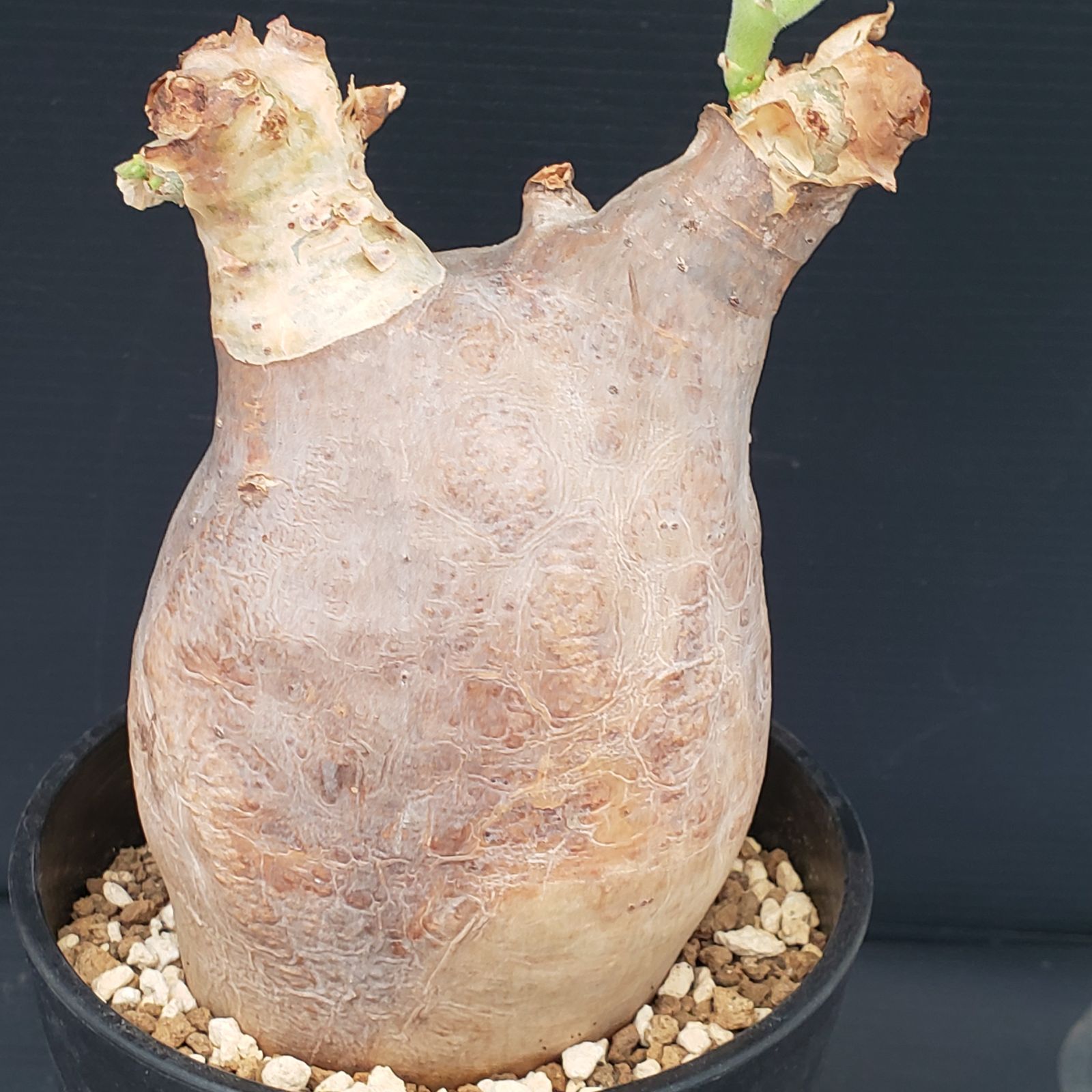 E278【自社養生株】キフォステンマ マクロプス（現地球・発根株