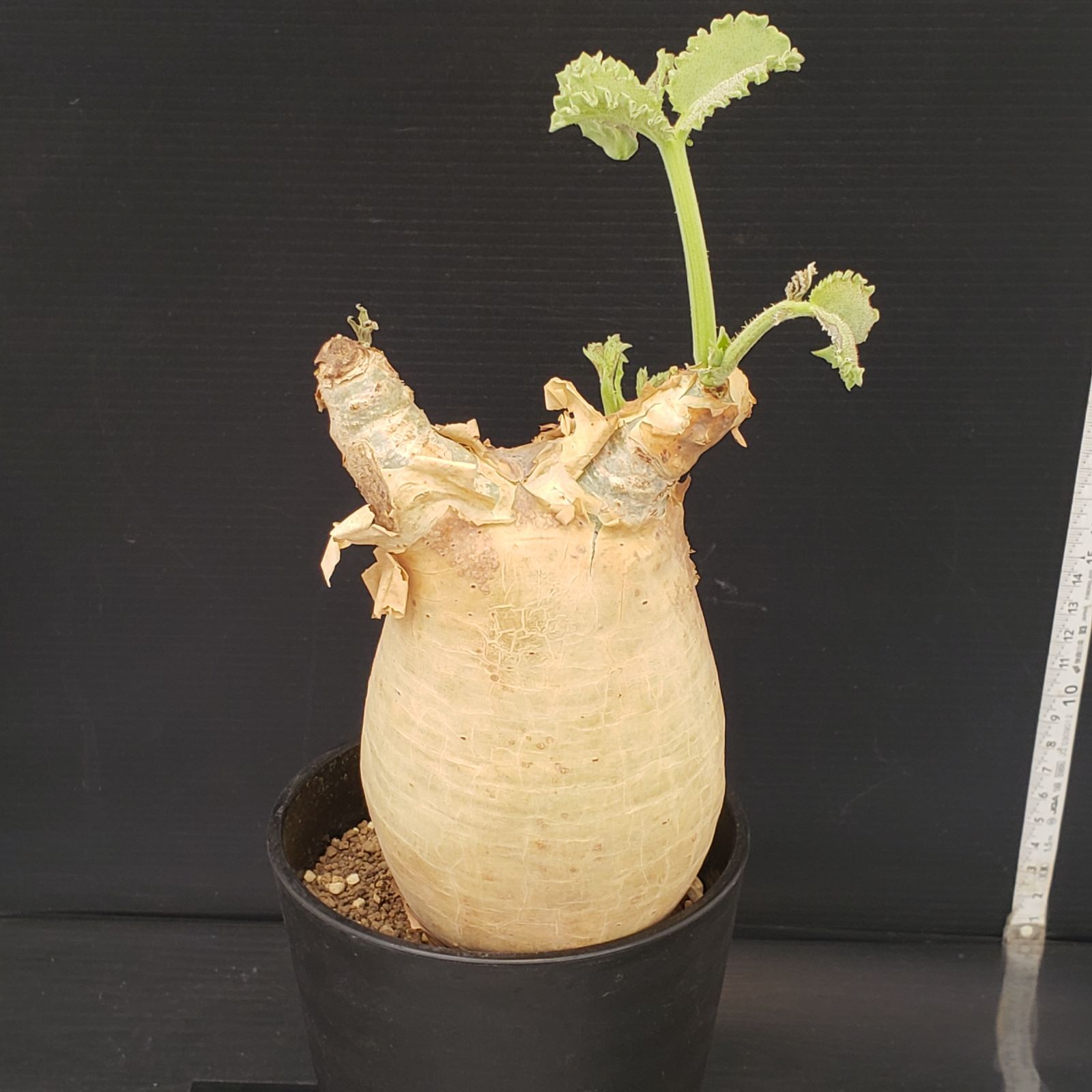 E279【自社養生株】キフォステンマ マクロプス（現地球・発根株