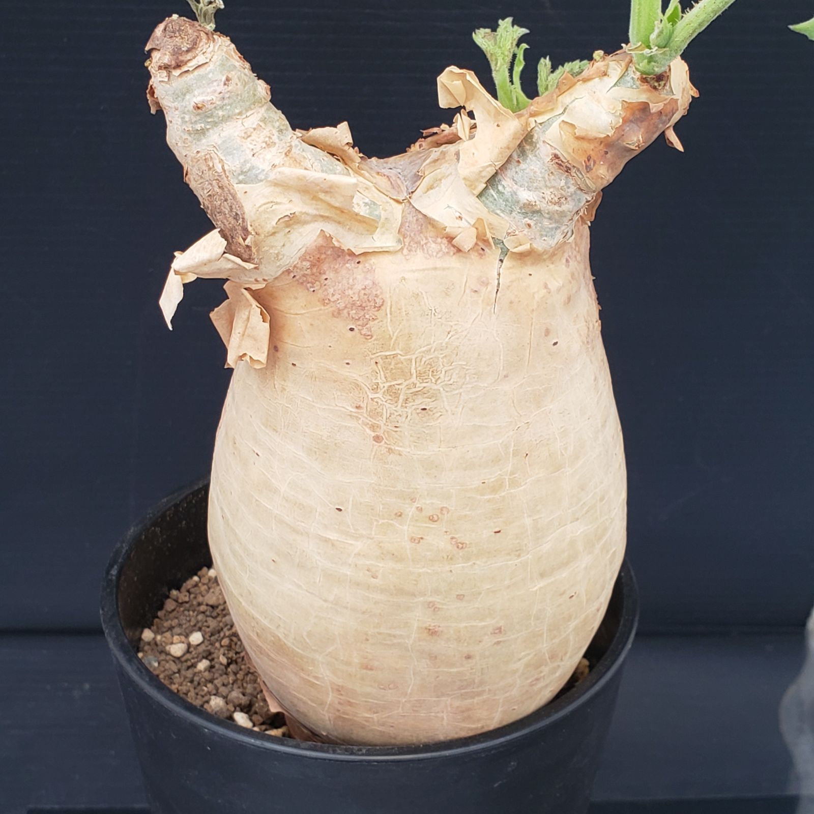 E279【自社養生株】キフォステンマ マクロプス（現地球・発根株