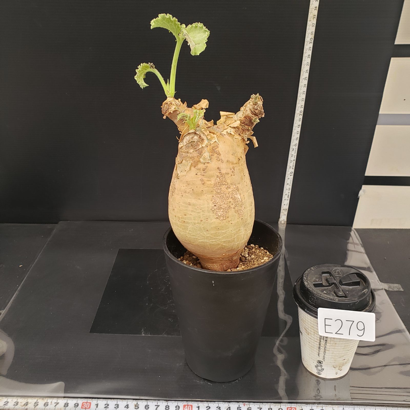 大株 塊根植物 キフォステンマ マクロプス 🍇静かな幹に、めくれる気配。今日の一鉢はキフォステンマ・マクロプス