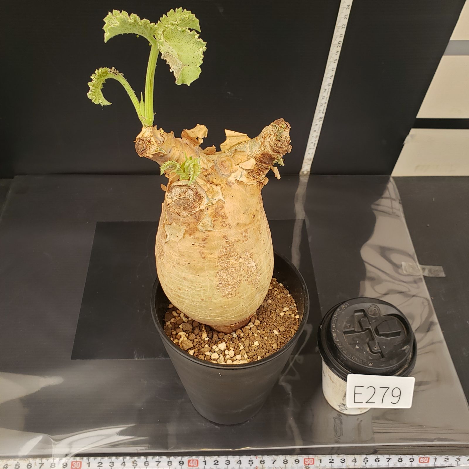 E279【自社養生株】キフォステンマ マクロプス（現地球・発根株