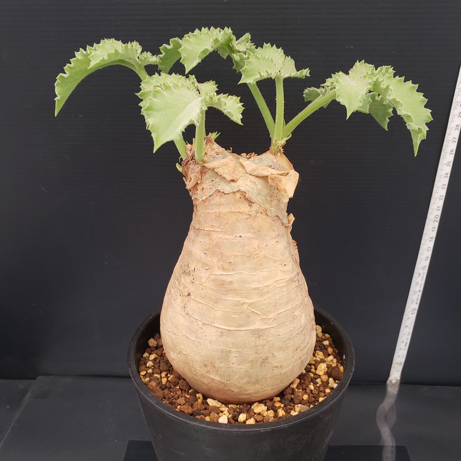 E280【自社養生株】キフォステンマ マクロプス（現地球・発根株