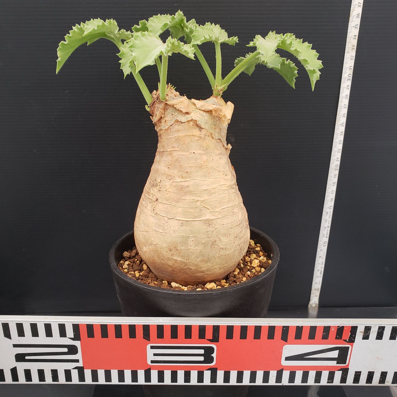 E280【自社養生株】キフォステンマ マクロプス（現地球・発根株