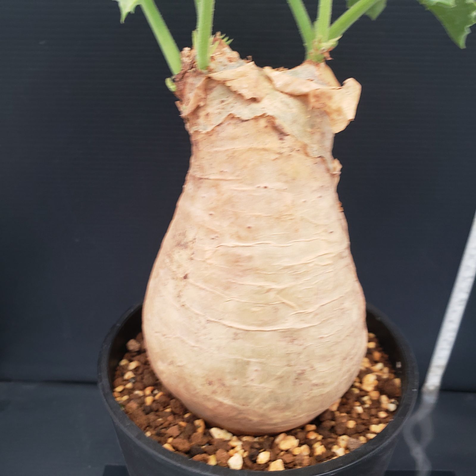 E280【自社養生株】キフォステンマ マクロプス（現地球・発根株