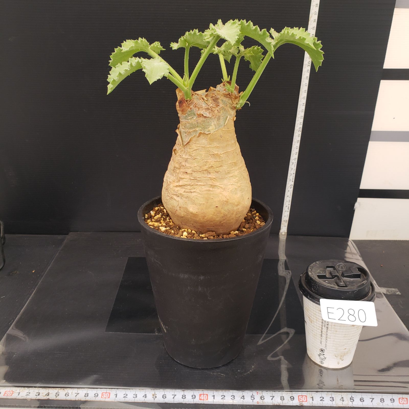 E280【自社養生株】キフォステンマ マクロプス（現地球・発根株