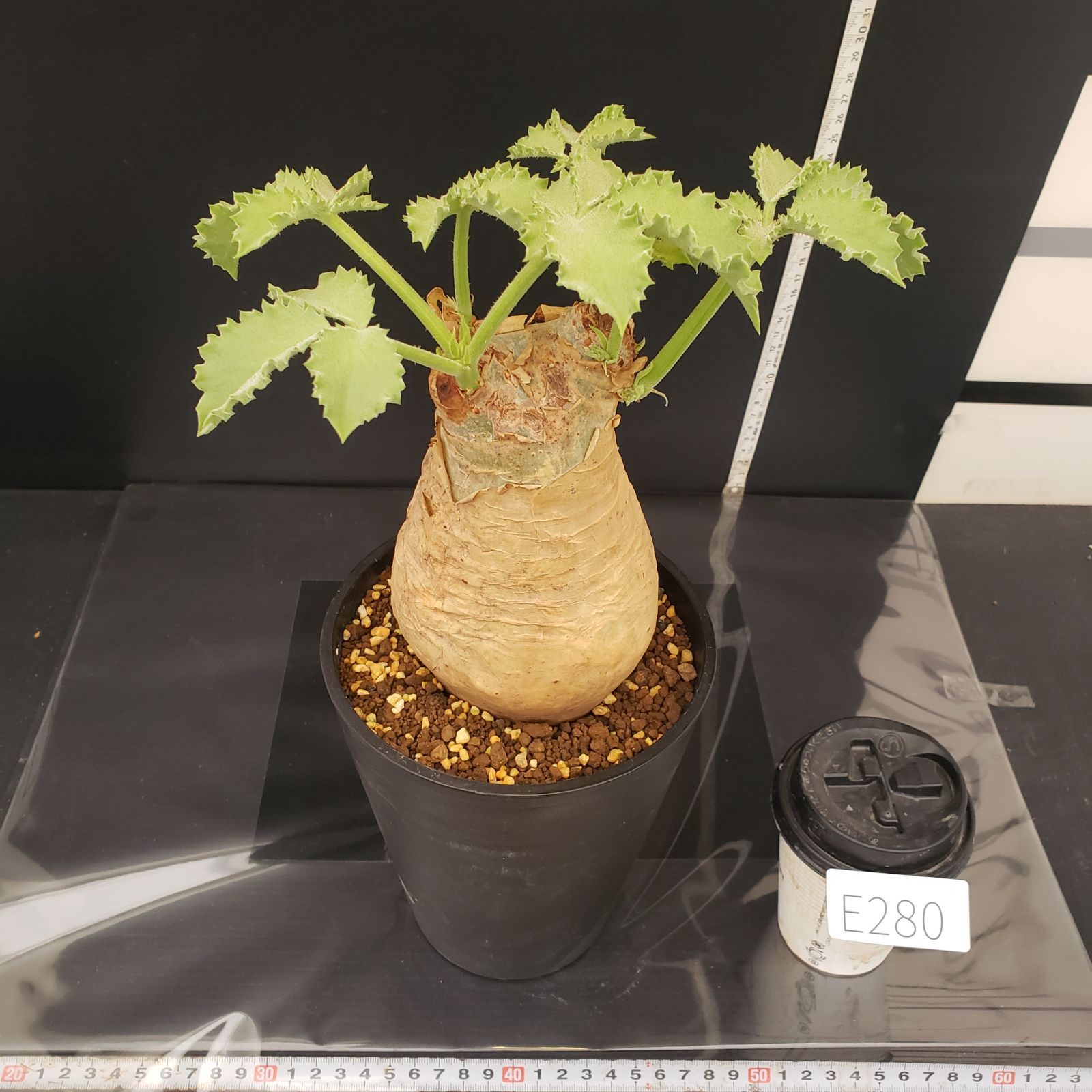 大株 塊根植物 キフォステンマ マクロプス E280【自社養生株】キフォステンマ マクロプス（現地球・発根株