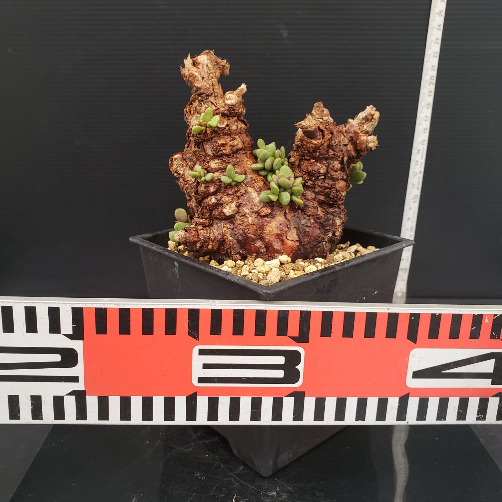 E281【自社養生株】ケラリア ピグマエア（現地球・発根株・鉢植え