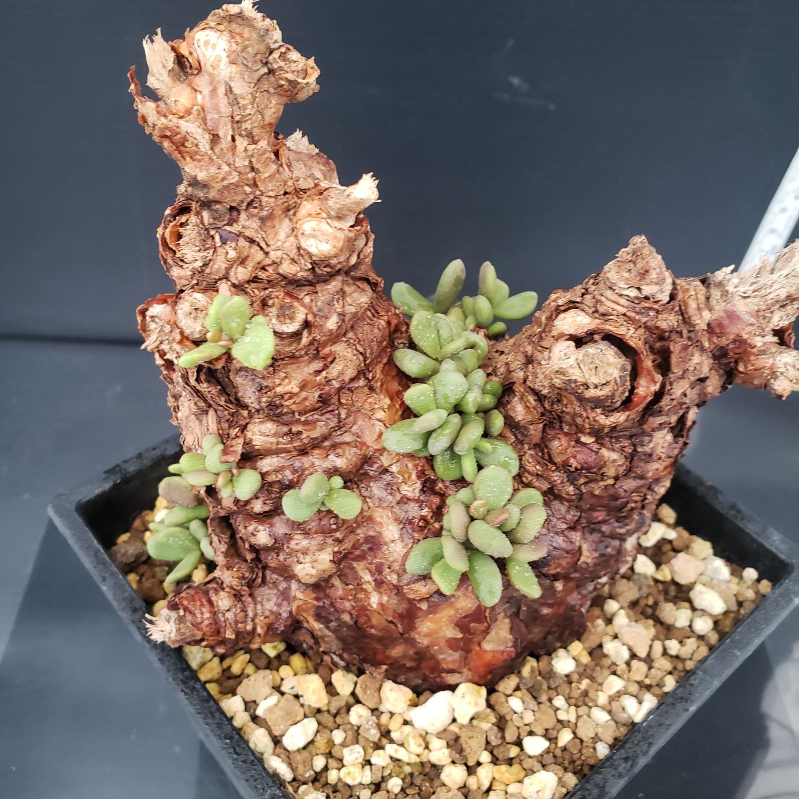 E281【自社養生株】ケラリア ピグマエア（現地球・発根株・鉢植え