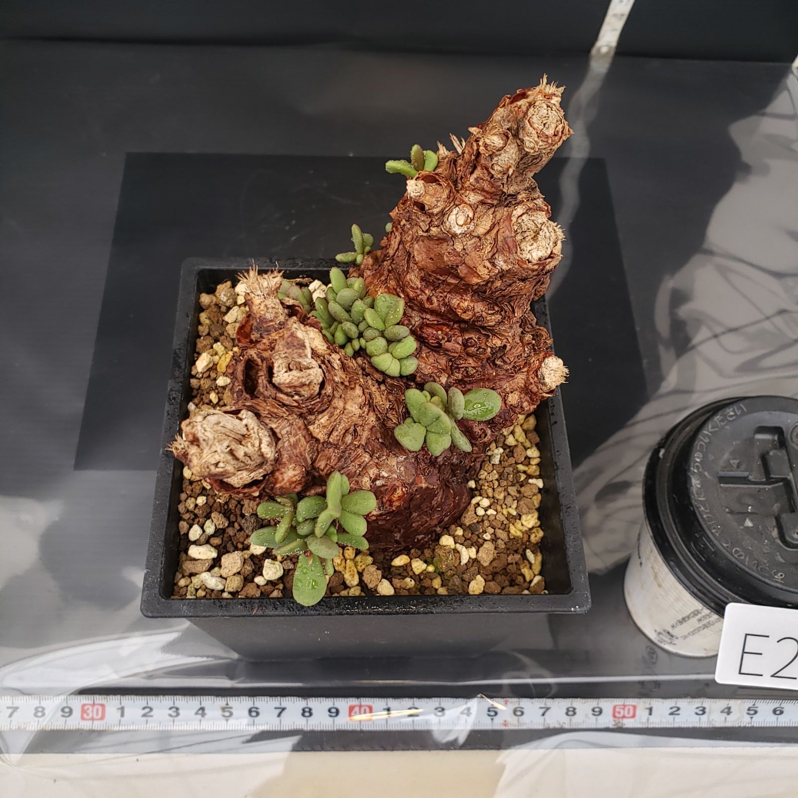 メルカリ便！！2_現地株 ケラリア ピグマエア 発根済 ケラリア ピグマエア 現地球 発根済み 盆栽株 幹太 塊根植物 陶器鉢