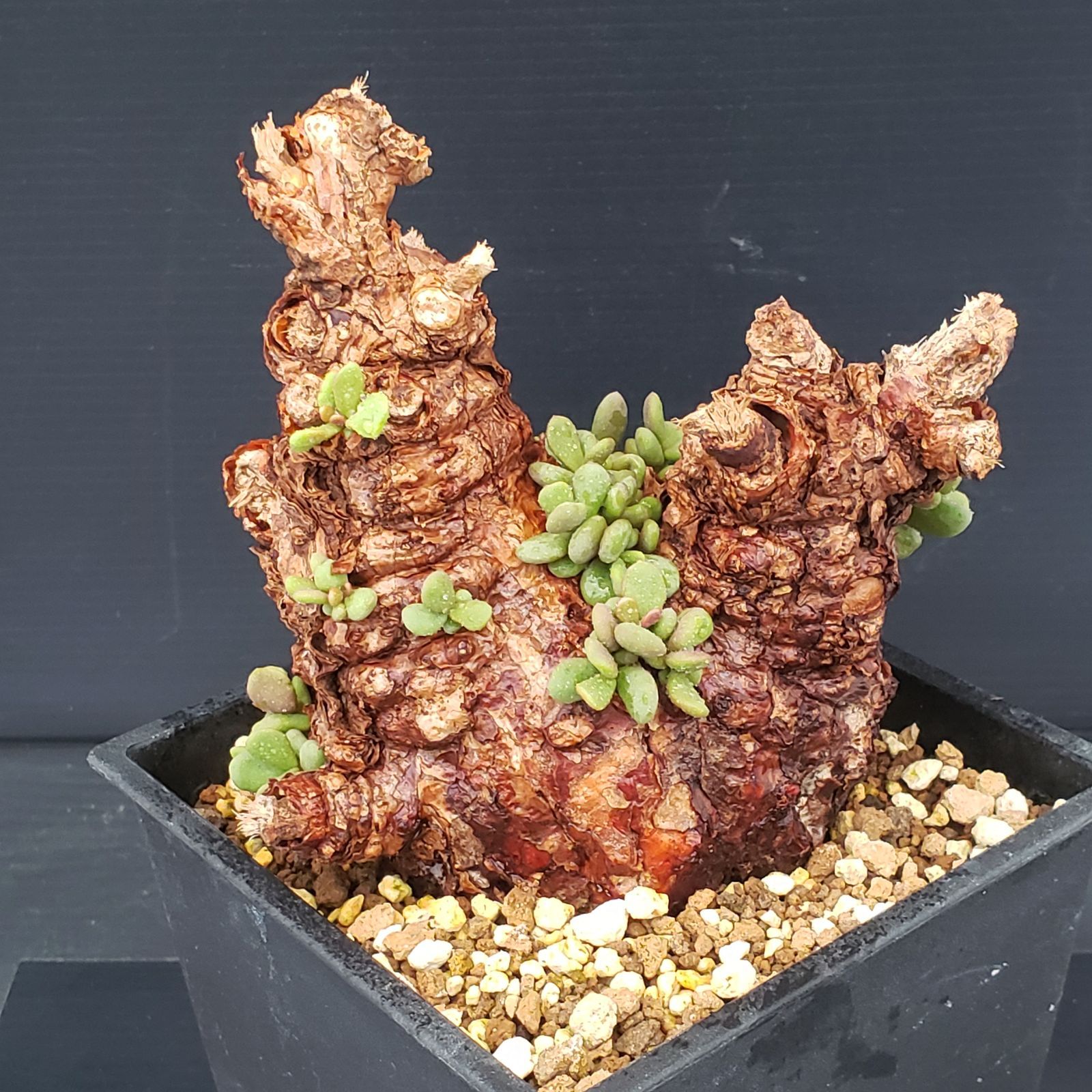 E281【自社養生株】ケラリア ピグマエア（現地球・発根株・鉢植え