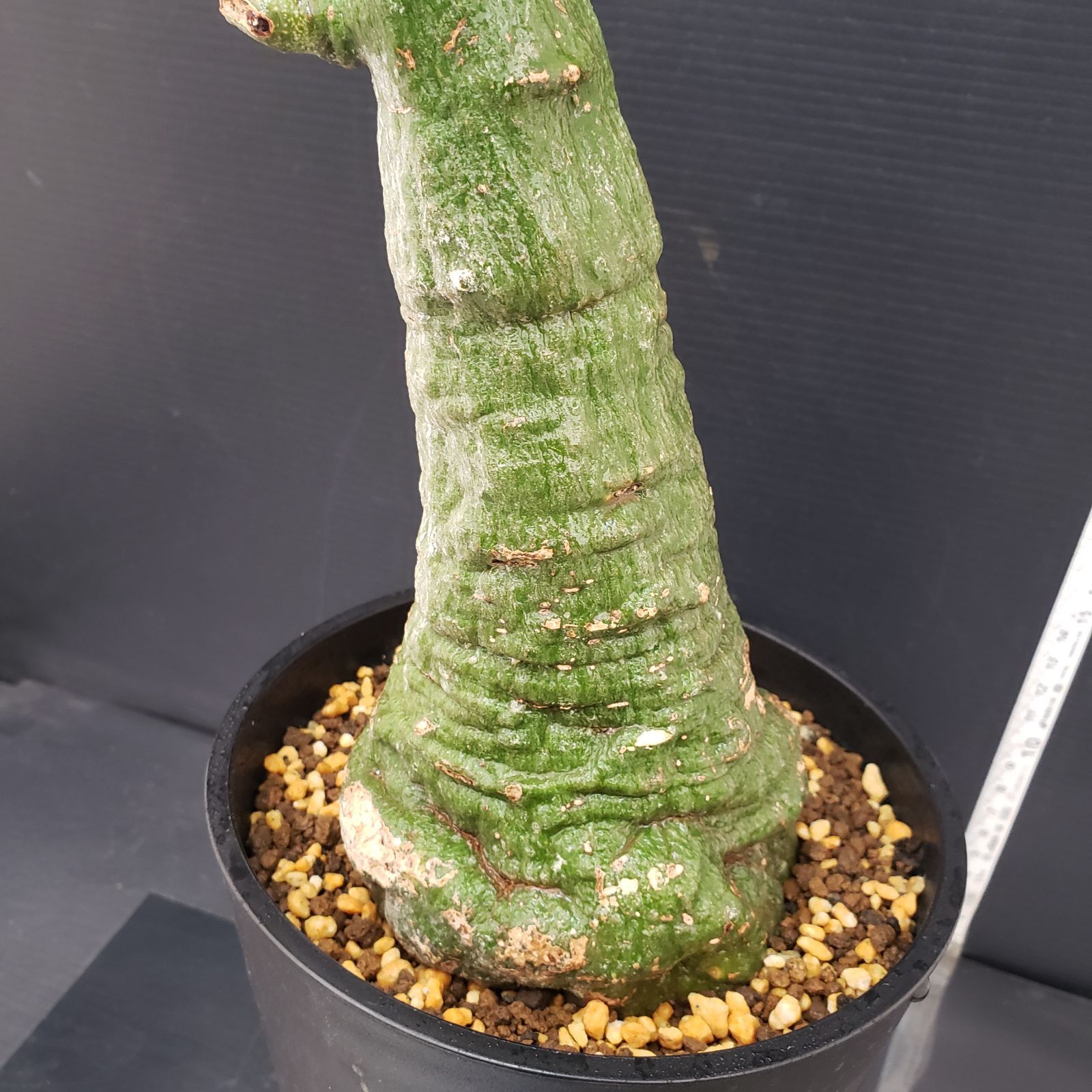 E282【自社養生株】アデニア クリスタルグリーン（現地球・発根株