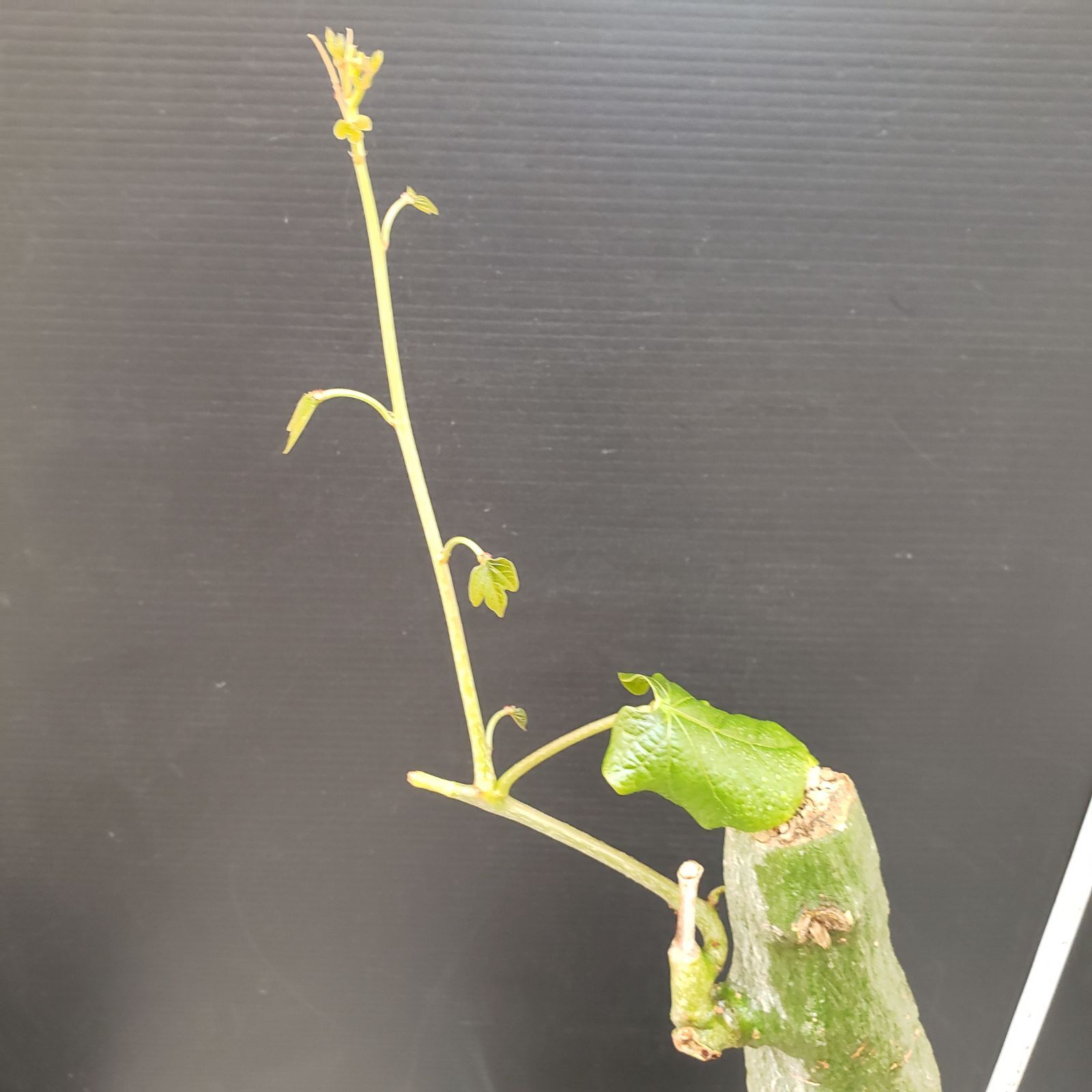 E282【自社養生株】アデニア クリスタルグリーン（現地球・発根株