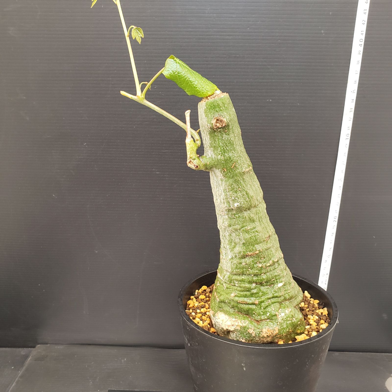 E282【自社養生株】アデニア クリスタルグリーン（現地球・発根株