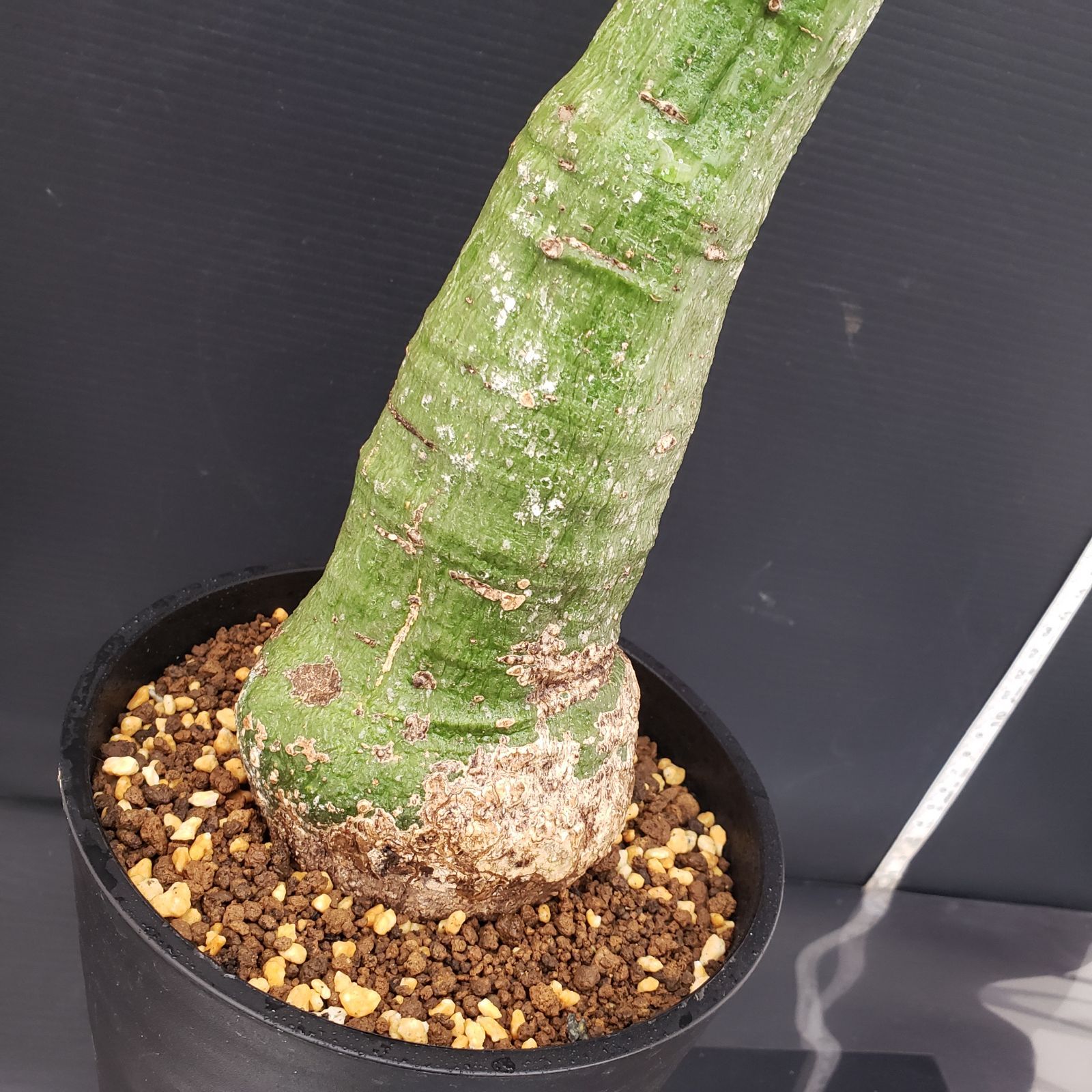 E283【自社養生株】アデニア クリスタルグリーン（現地球・発根株