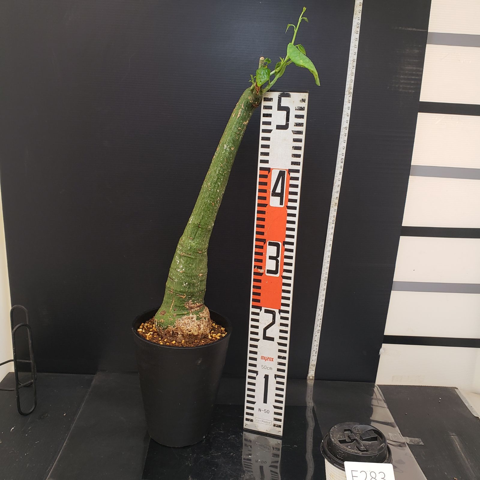 E283【自社養生株】アデニア クリスタルグリーン（現地球・発根株