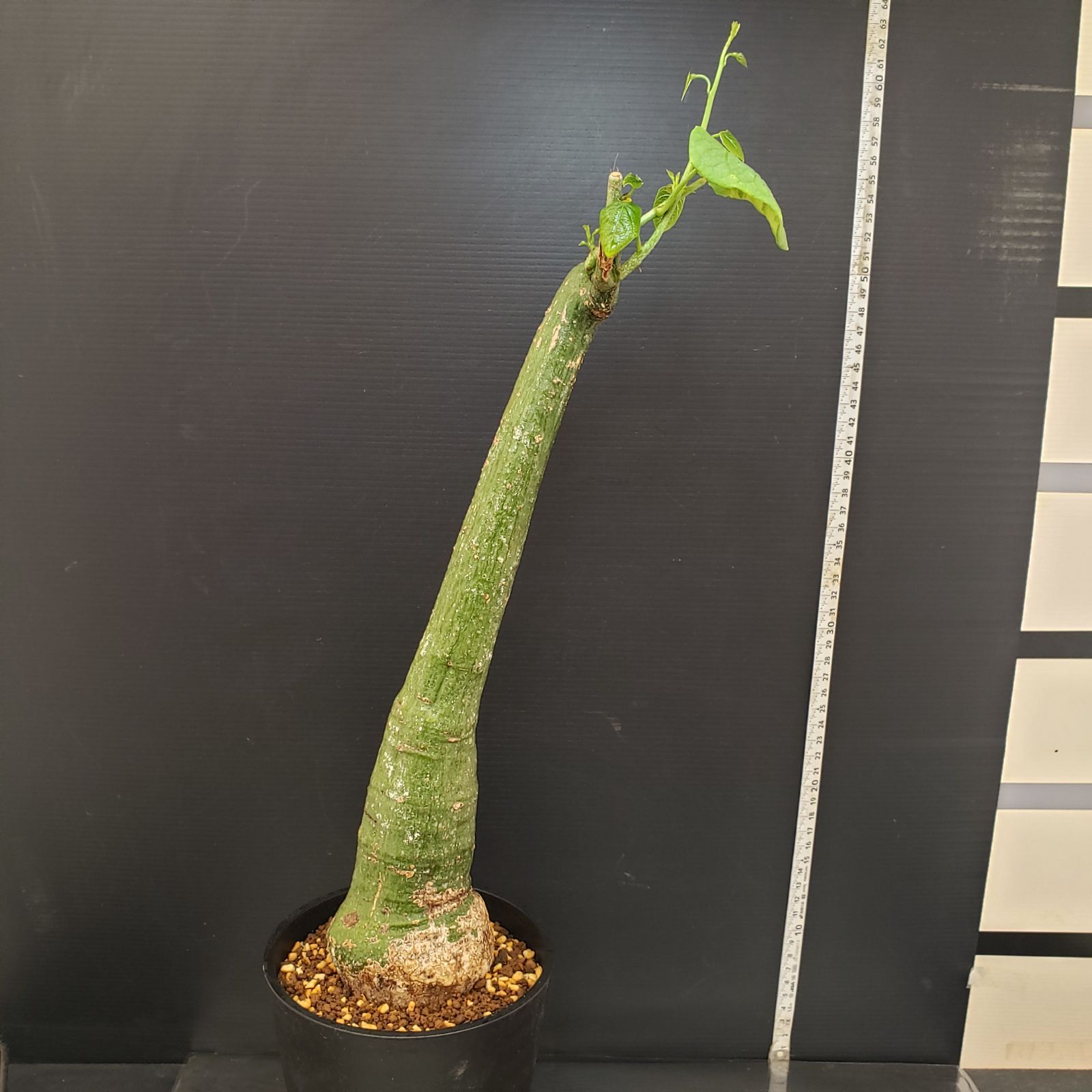 E283【自社養生株】アデニア クリスタルグリーン（現地球・発根株