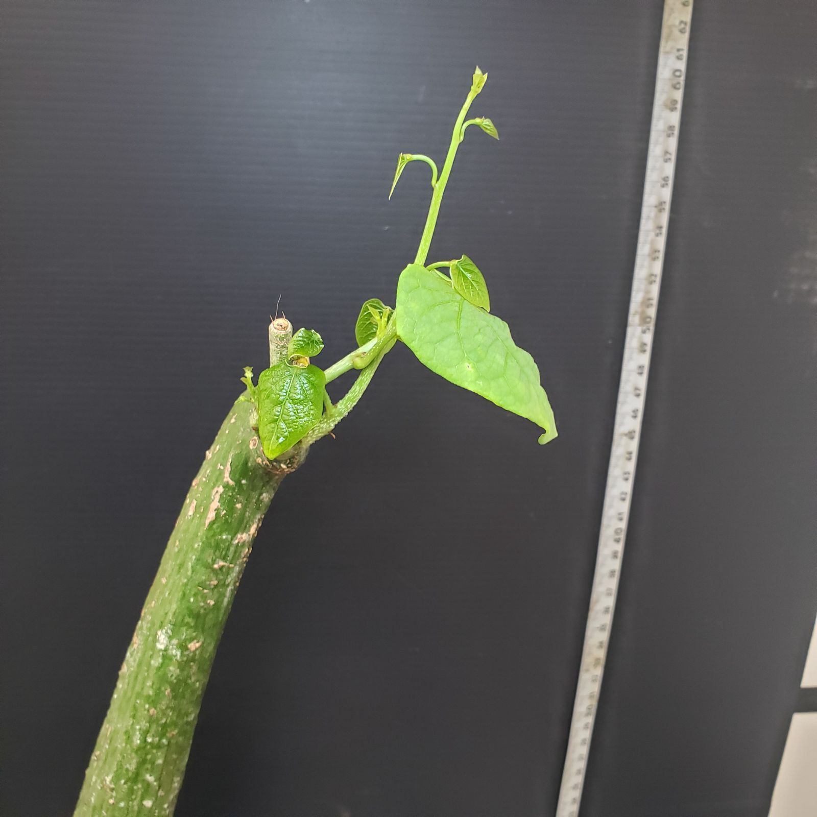 E283【自社養生株】アデニア クリスタルグリーン（現地球・発根株