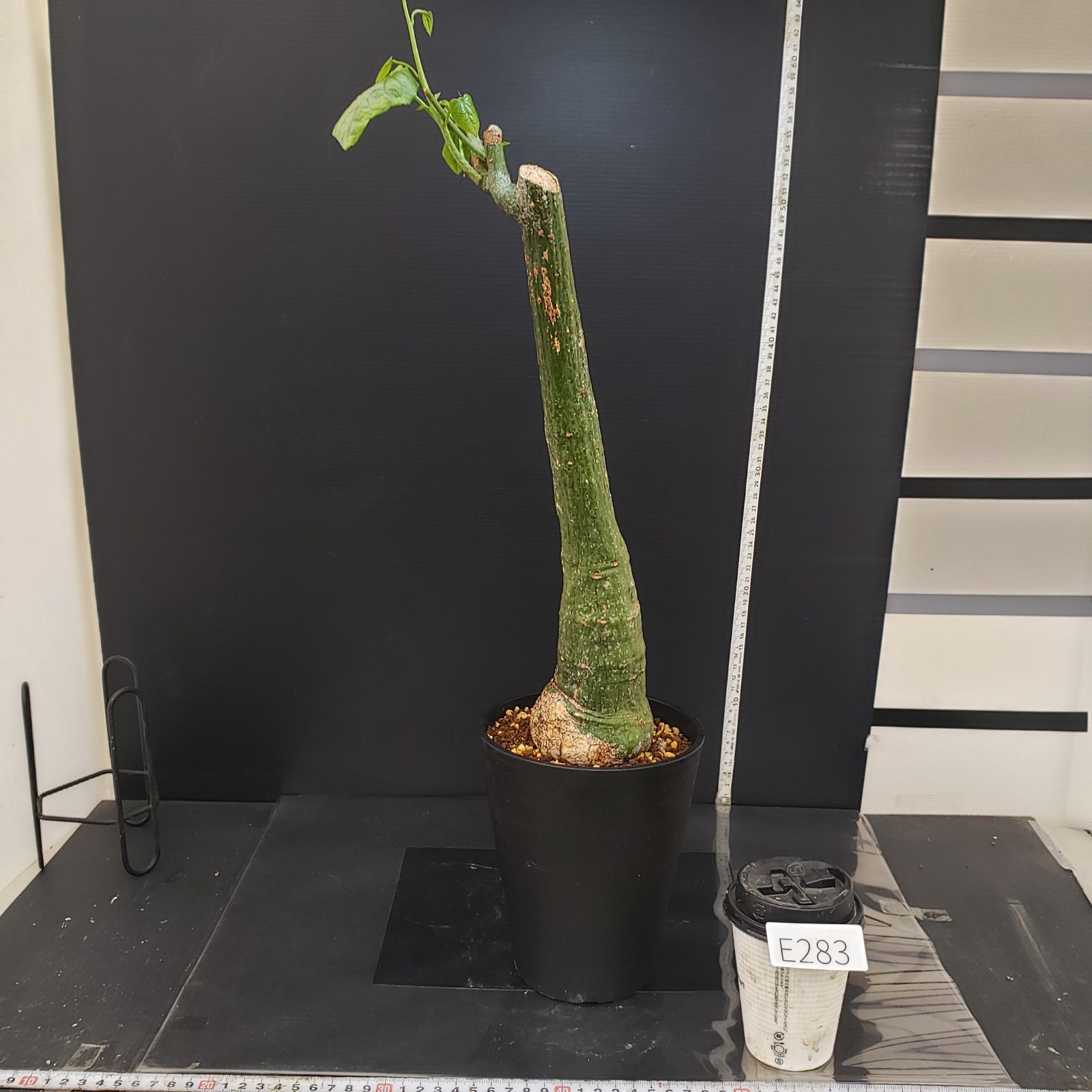 アデニア　クリスタルグリーン　大株 現地球　発根株（鉢付き） E283【自社養生株】アデニア クリスタルグリーン（現地球・発根株