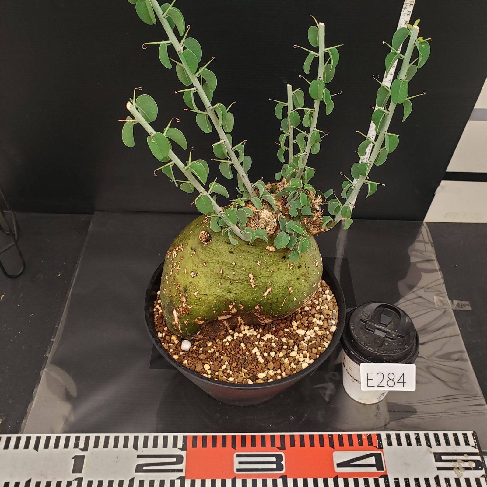 E284【自社養生株】アデニア スピノーサ（現地球・発根株・鉢植え