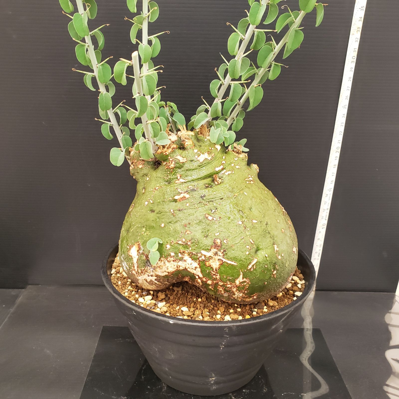 E284【自社養生株】アデニア スピノーサ（現地球・発根株・鉢植え