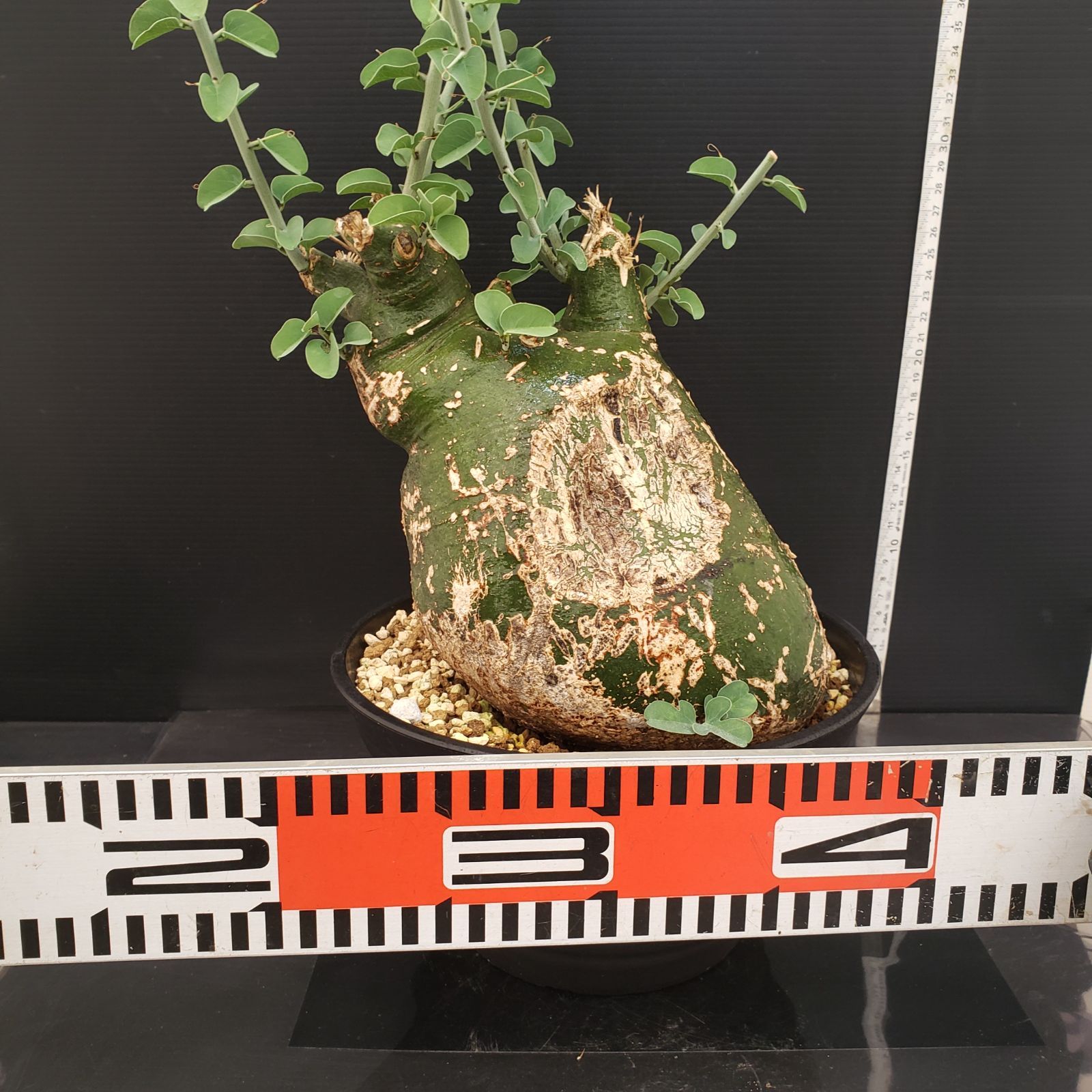 E285【自社養生株】アデニア スピノーサ（現地球・発根株・鉢植え