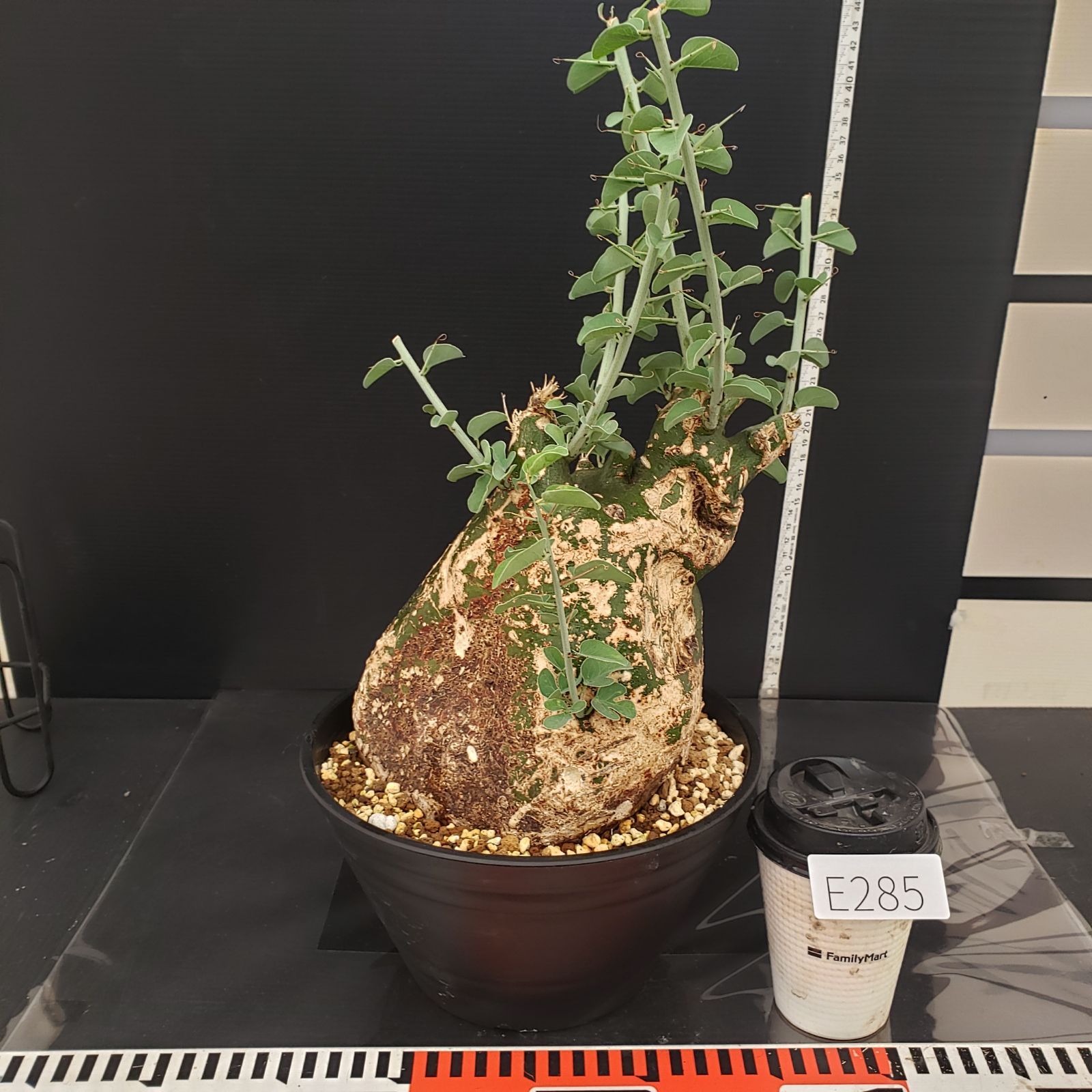 アデニア スピノーサ 現地株 発根済 E285【自社養生株】アデニア スピノーサ（現地球・発根株・鉢植え