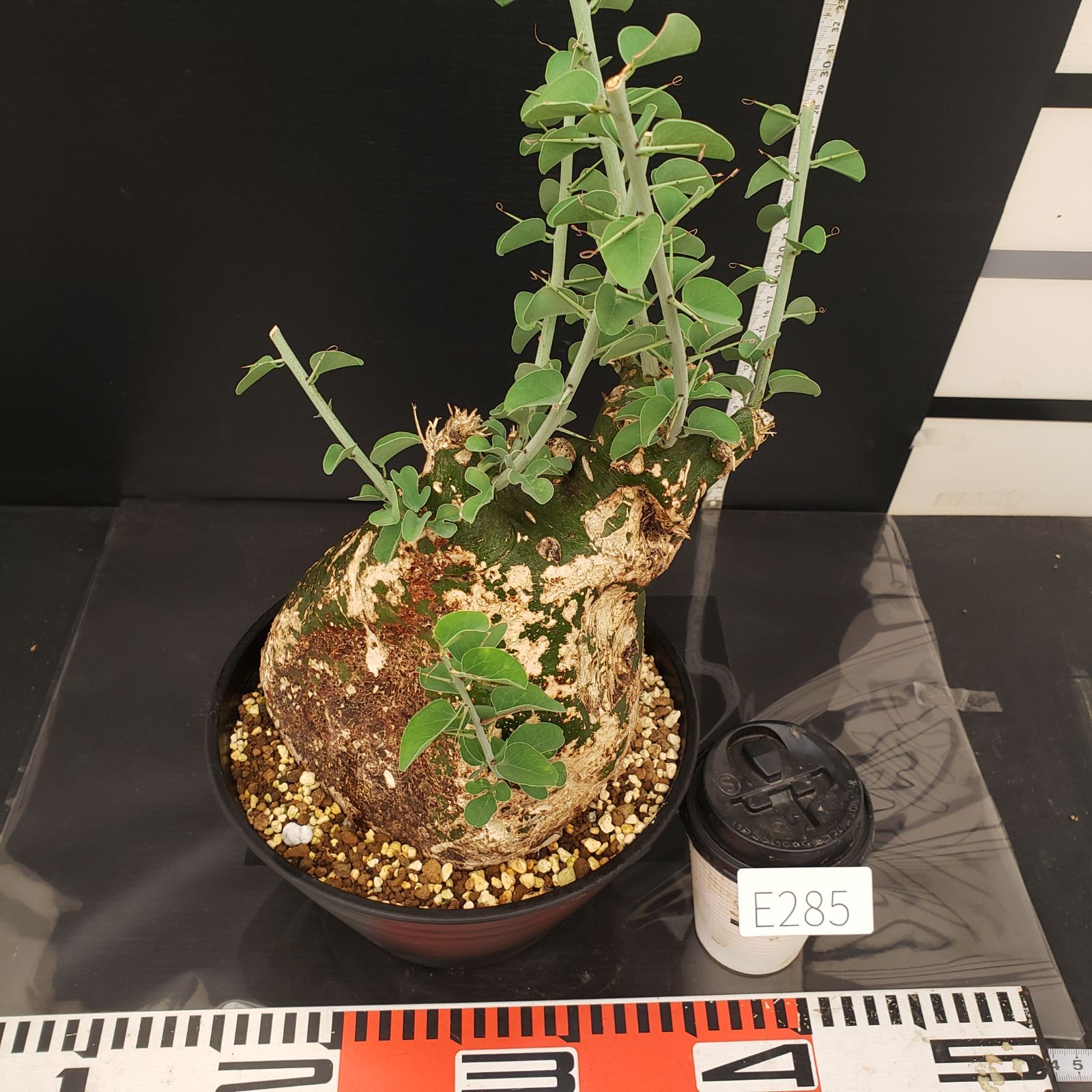 E285【自社養生株】アデニア スピノーサ（現地球・発根株・鉢植え