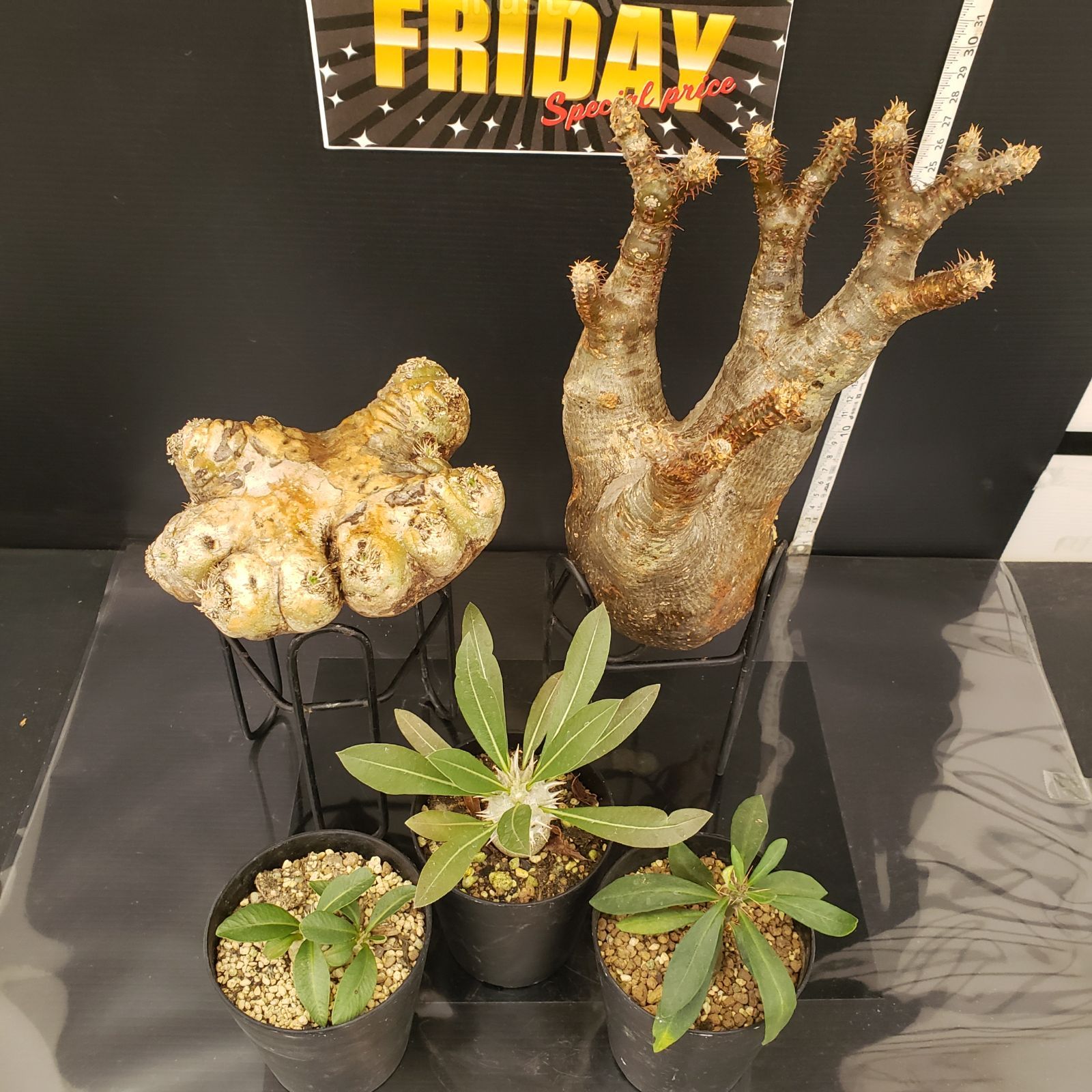 グラキリス【コレクション株】手のひらサイズ E287【BLACK FRIDAY！】トクトクコーデックスセット（抜き苗