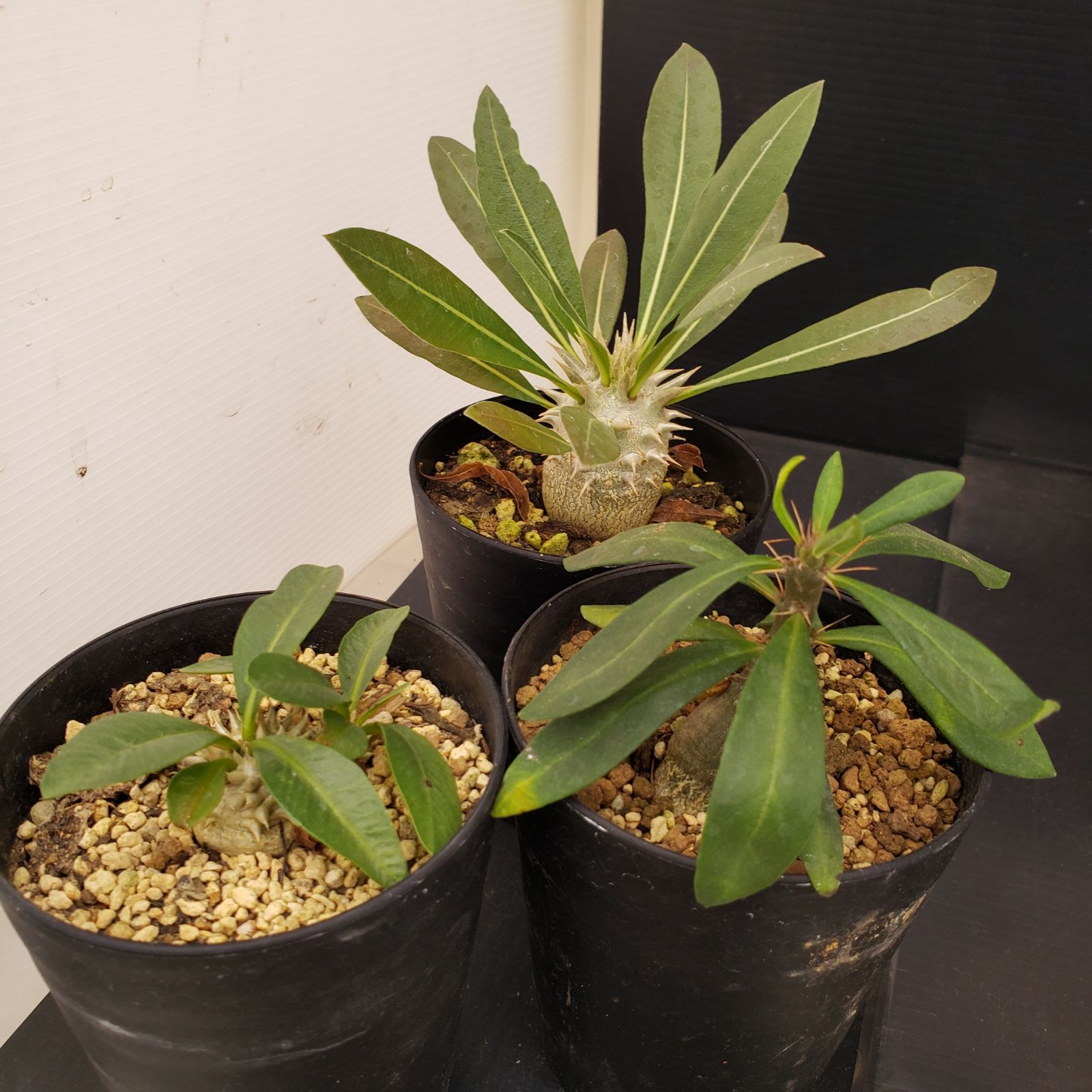 グラキリス【コレクション株】手のひらサイズ E287【BLACK FRIDAY！】トクトクコーデックスセット（抜き苗