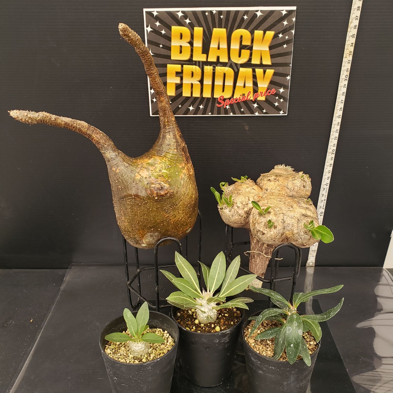 E291【BLACK FRIDAY！】トクトクコーデックスセット（抜き苗