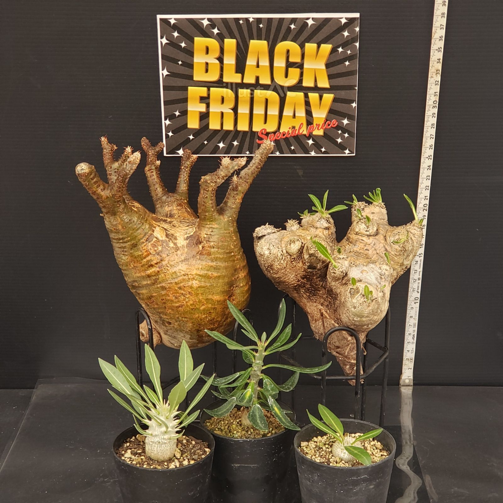 E297【BLACK FRIDAY！】トクトクコーデックスセット（抜き苗