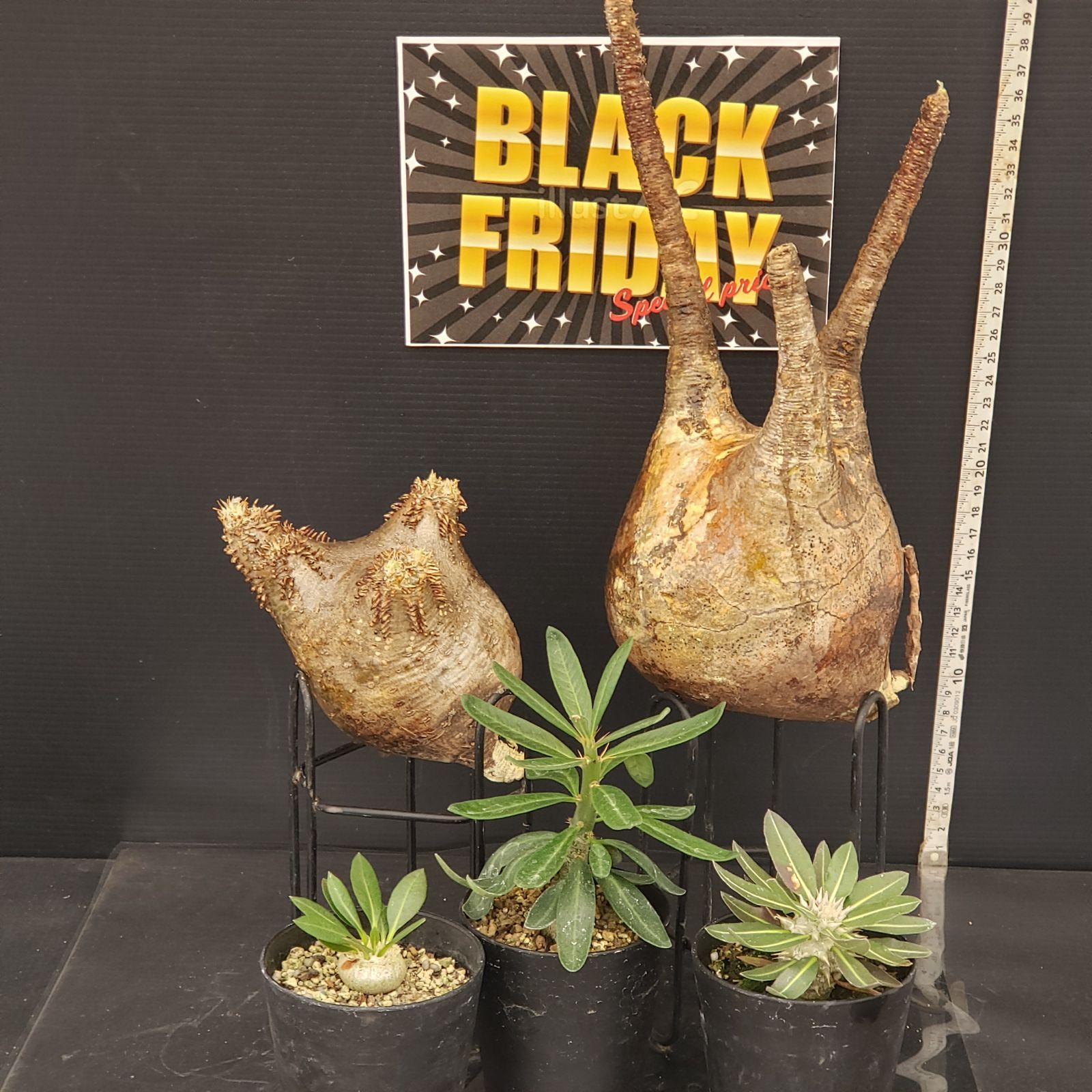 E300【BLACK FRIDAY！】トクトクコーデックスセット（抜き苗