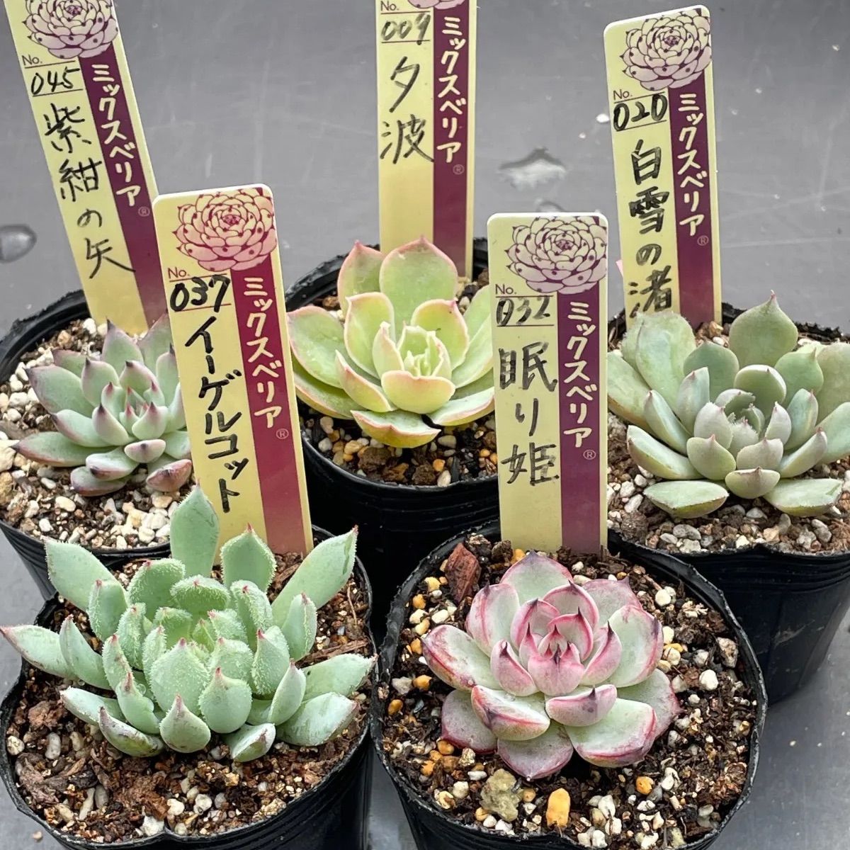 多肉植物ミックスベリア♡紫紺の矢、夕波、白雪の渚、イーゲルコット