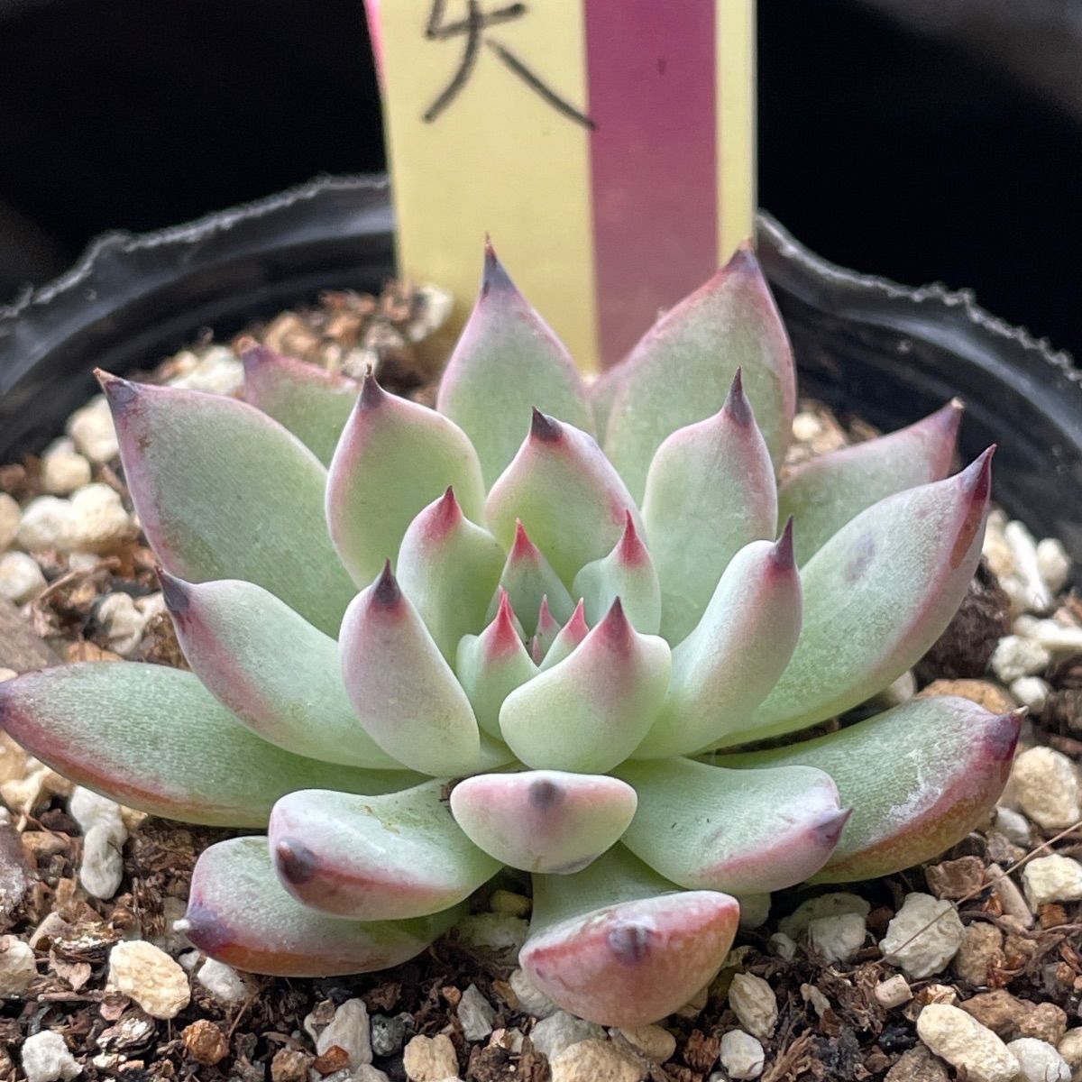 多肉植物ミックスベリア♡紫紺の矢、夕波、白雪の渚、イーゲルコット