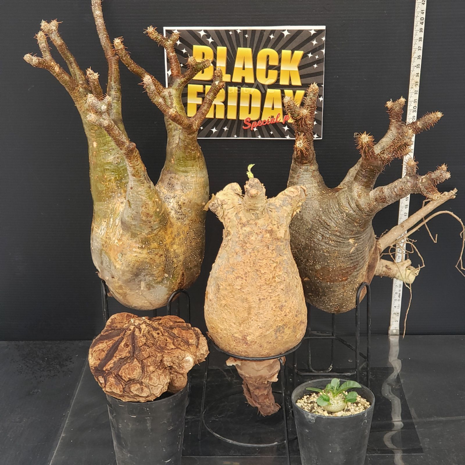 E302【BLACK FRIDAY！】トクトクコーデックスセット（抜き苗