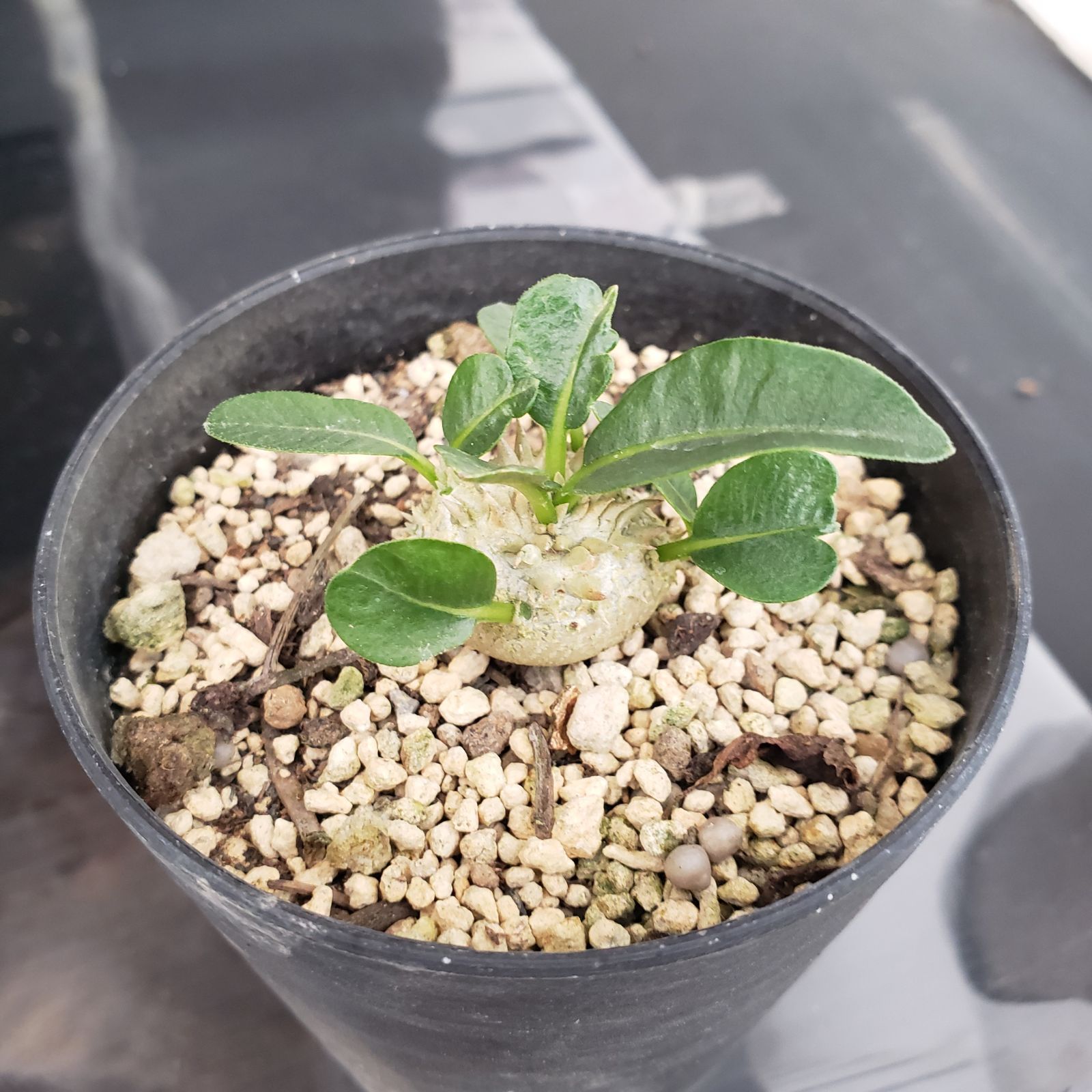 E302【BLACK FRIDAY！】トクトクコーデックスセット（抜き苗