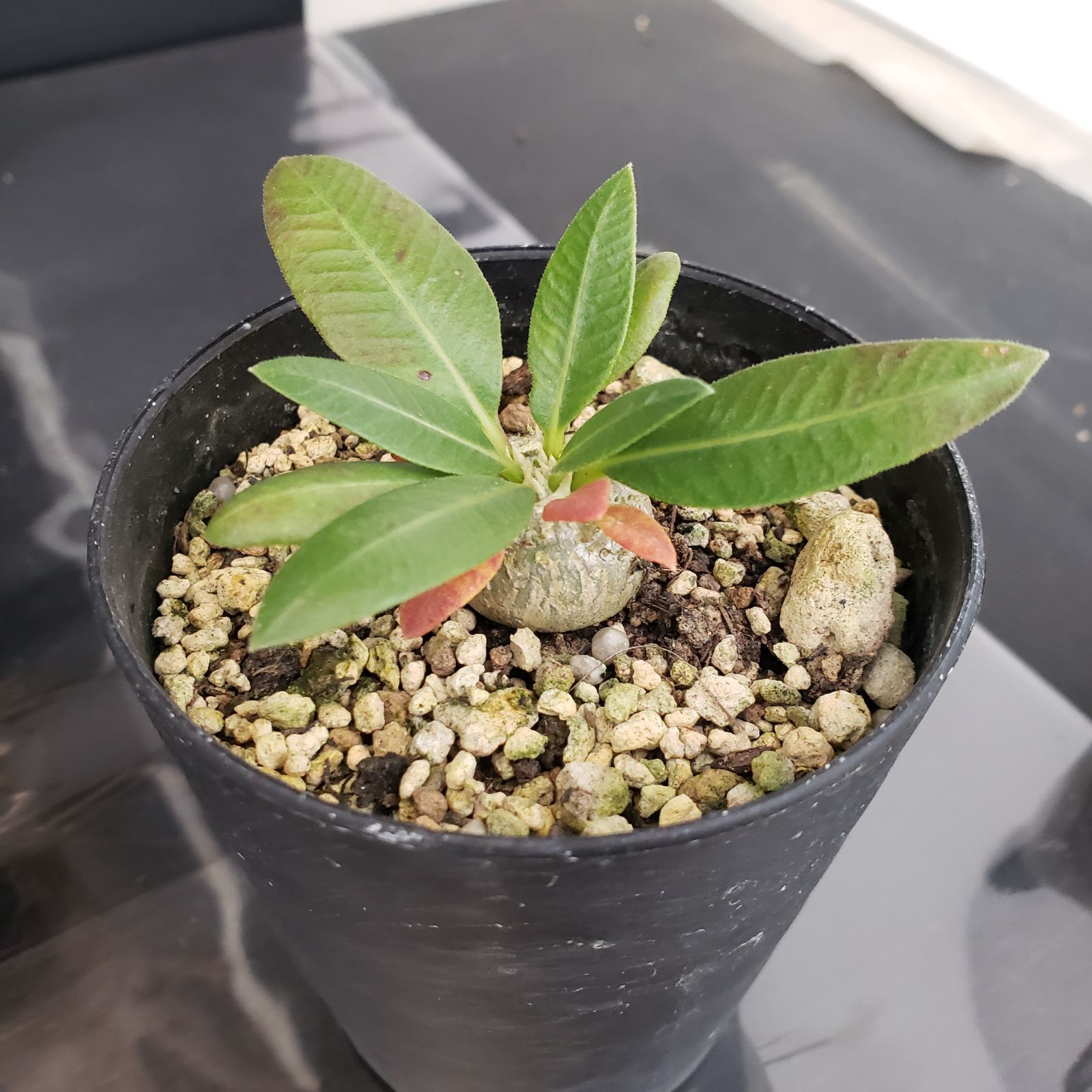 E304【BLACK FRIDAY！】トクトクコーデックスセット（抜き苗