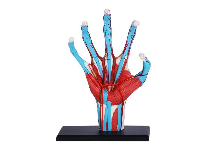 4D Human 626009 Hand Anatomy Model 4D人体解剖モデル 手 フェイムマスター Fame Master 4D master 知育玩具 STEM