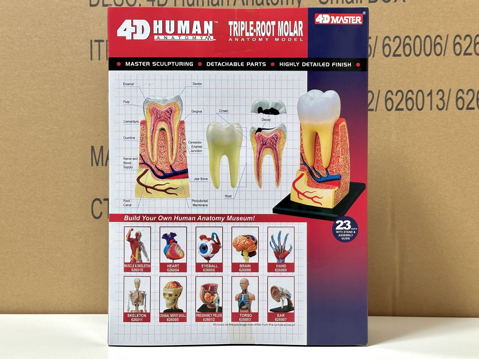 4D Human 626013 Triple-Root Molar Anatomy Model 4D 人体解剖 モデル