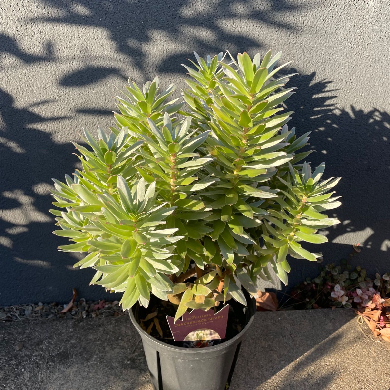 ミメテスクラッカージャックシルバー 7号 オージープランツ