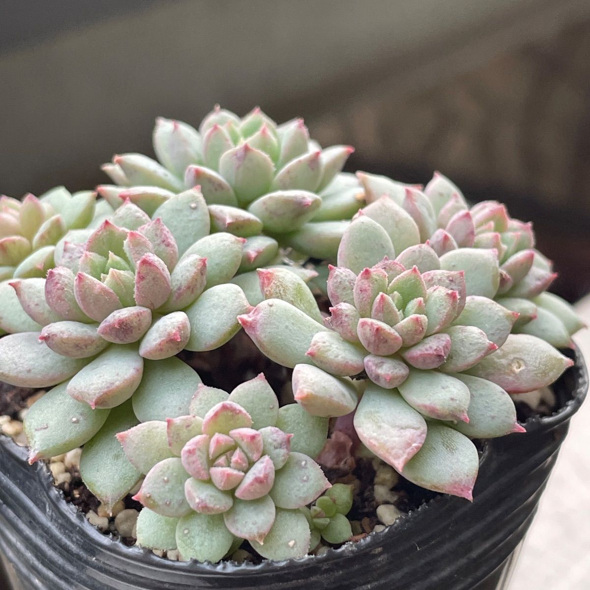 No.548 ❁ロンリーダック❁ 抜き苗 多肉植物 寄せ植え No.548 ❁ロンリーダック❁ 抜き苗 多肉植物 寄せ植え No.548 ❁ロンリー