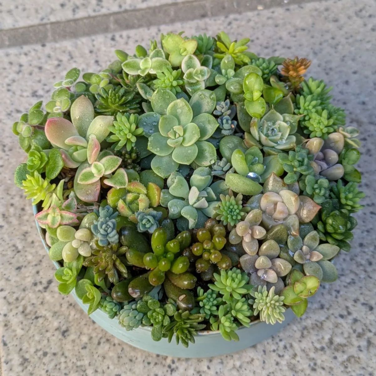 多肉植物 カット苗 紅葉ちび苗寄せ植えセット13 8.5センチ缶 - メルカリ