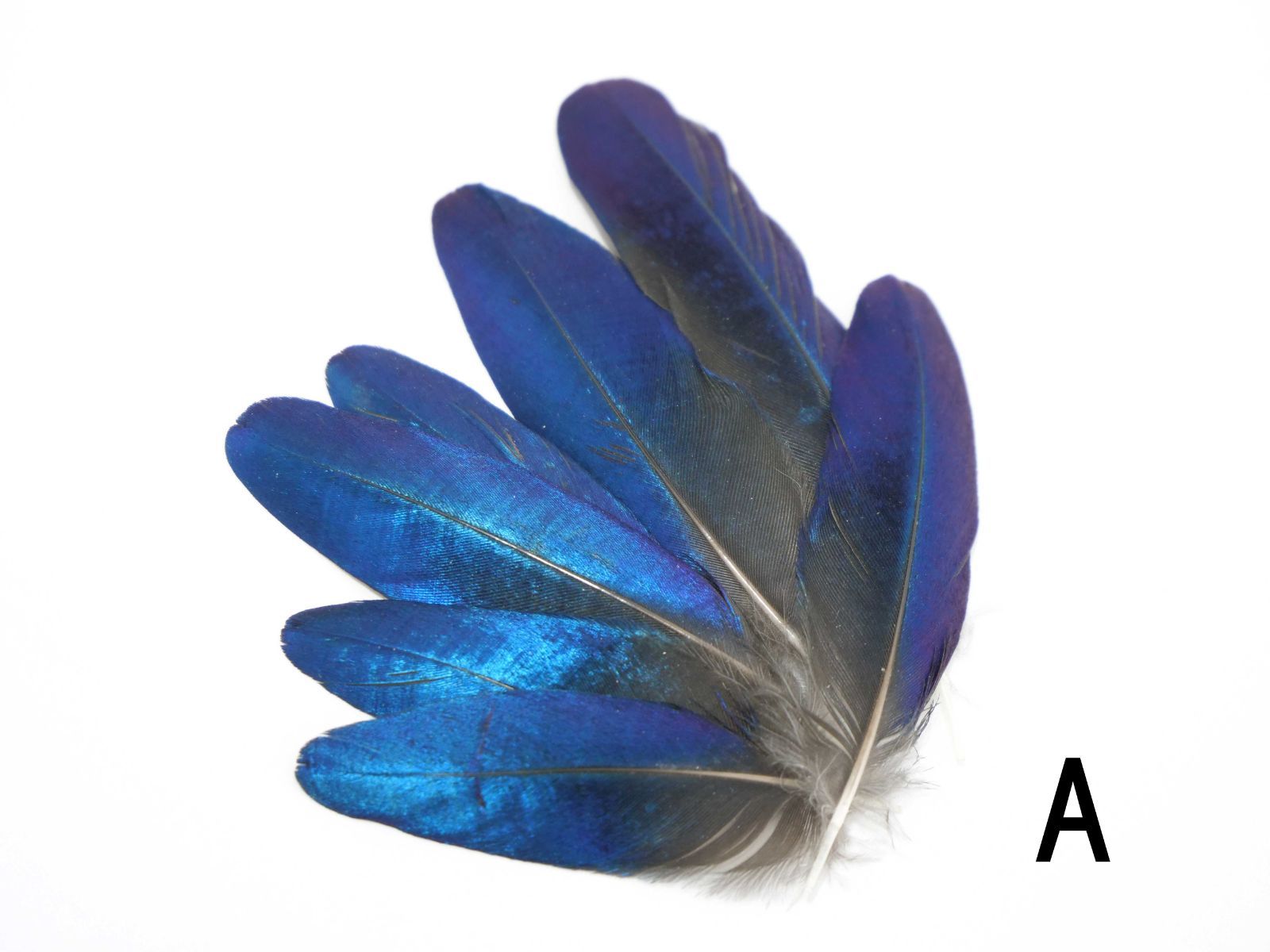 しあわせの青い鳥 テリムクの羽根 セット M～Lサイズ×20本 天然 ハンドメイド 材料 素材 フェザー 鳥の羽 鳥の羽根