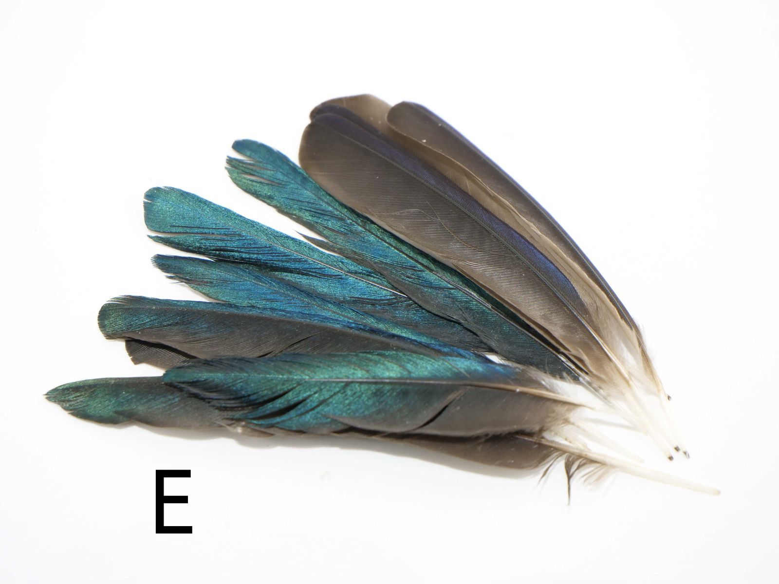  しあわせの青い鳥 テリムクの羽根 セット Lサイズ×35本 天然 ハンドメイド 材料 素材 フェザー 鳥の羽 鳥の羽根 まとめ売り その他 手芸素材 材料