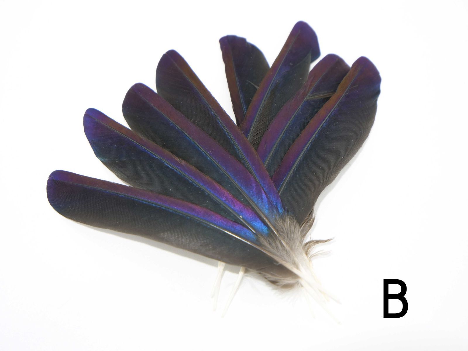  しあわせの青い鳥 テリムクの羽根 セット M～Lサイズ×20本 天然 ハンドメイド 材料 素材 フェザー 鳥の羽 鳥の羽根 まとめ売り その他 手芸素材 材料