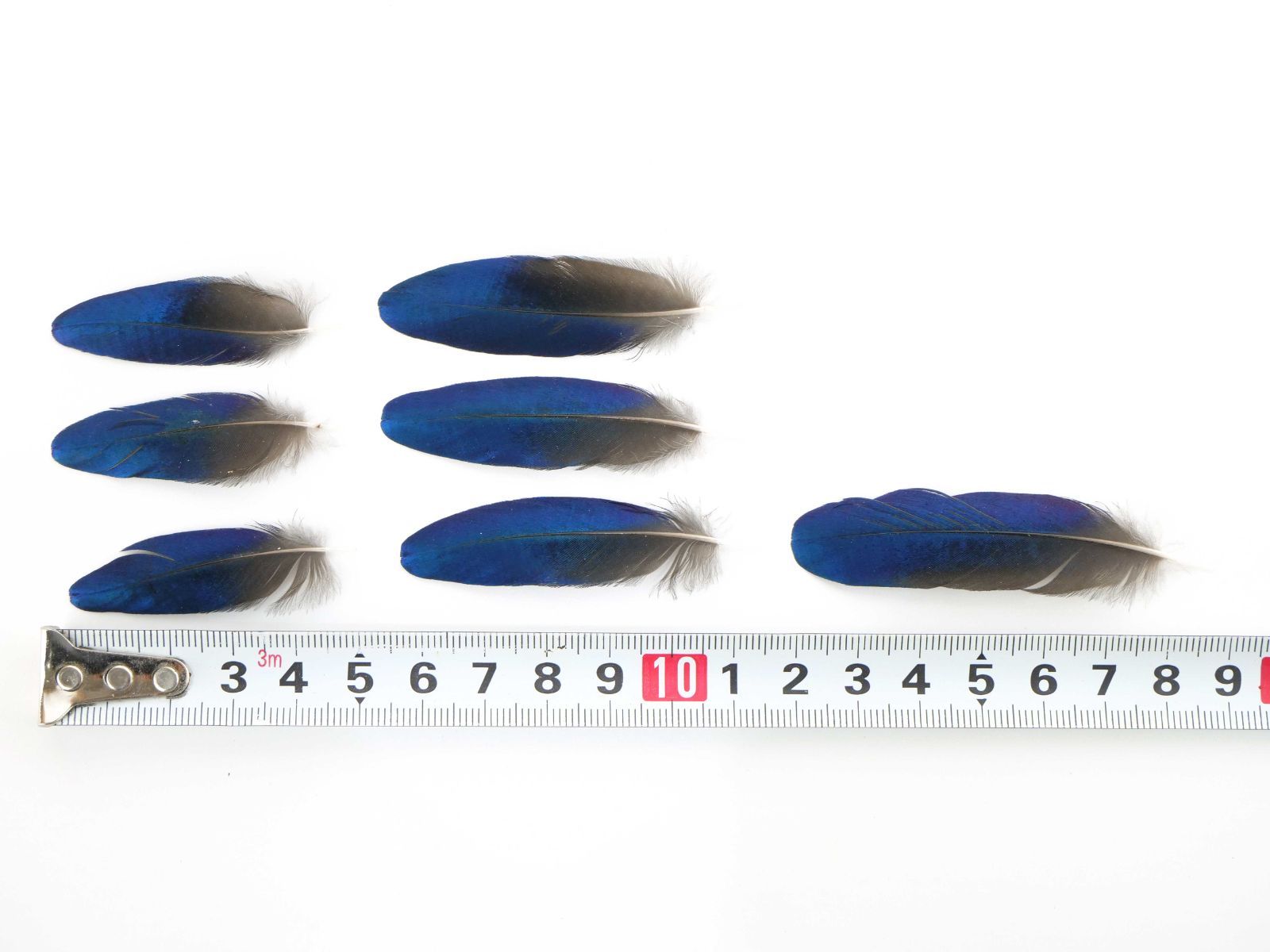 しあわせの青い鳥 テリムクの羽根 セット M～Lサイズ×20本 天然 ハンドメイド 材料 素材 フェザー 鳥の羽 鳥の羽根 まとめ売り